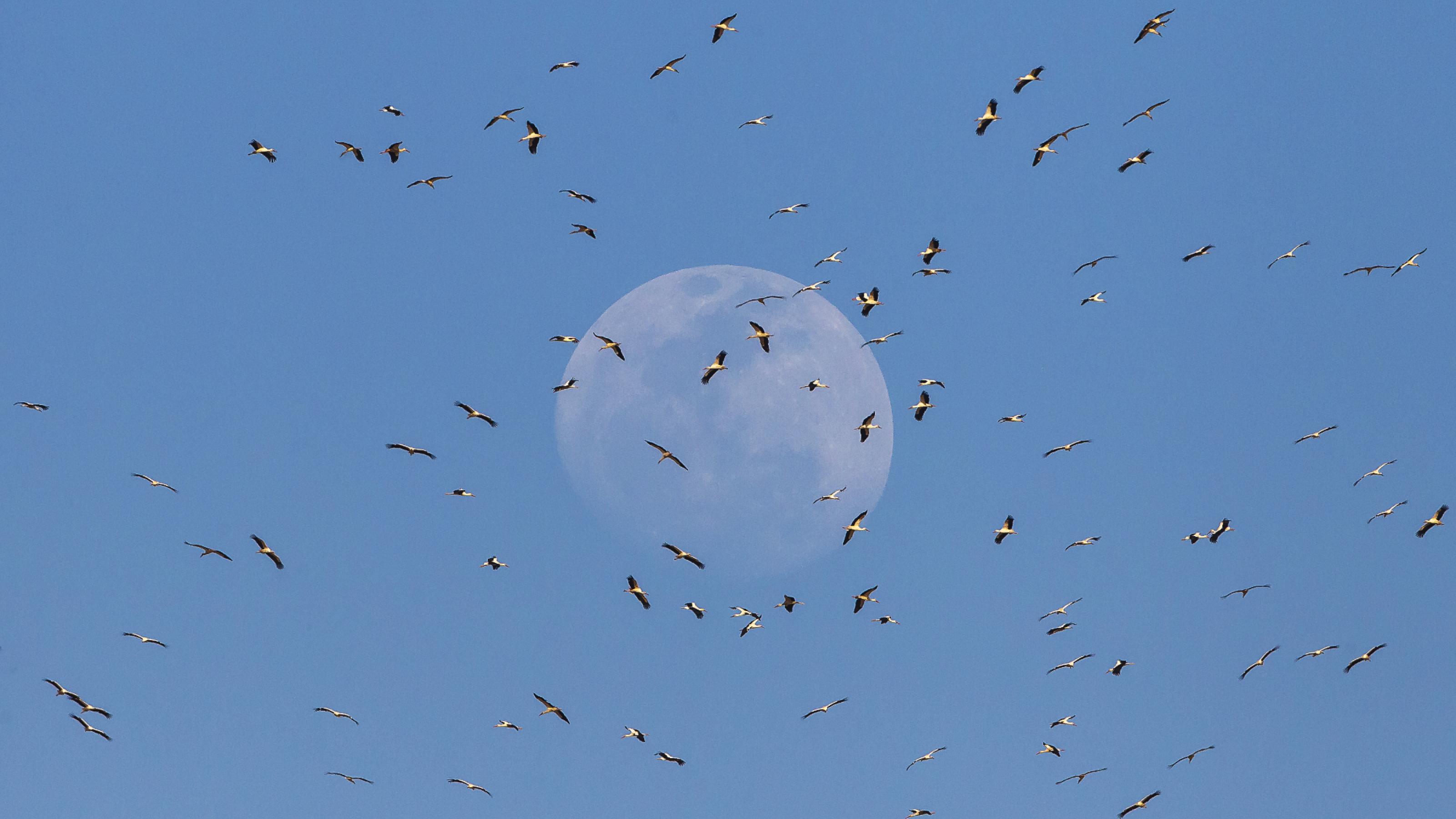 Weißstörche vor dem aufgehenden Mond