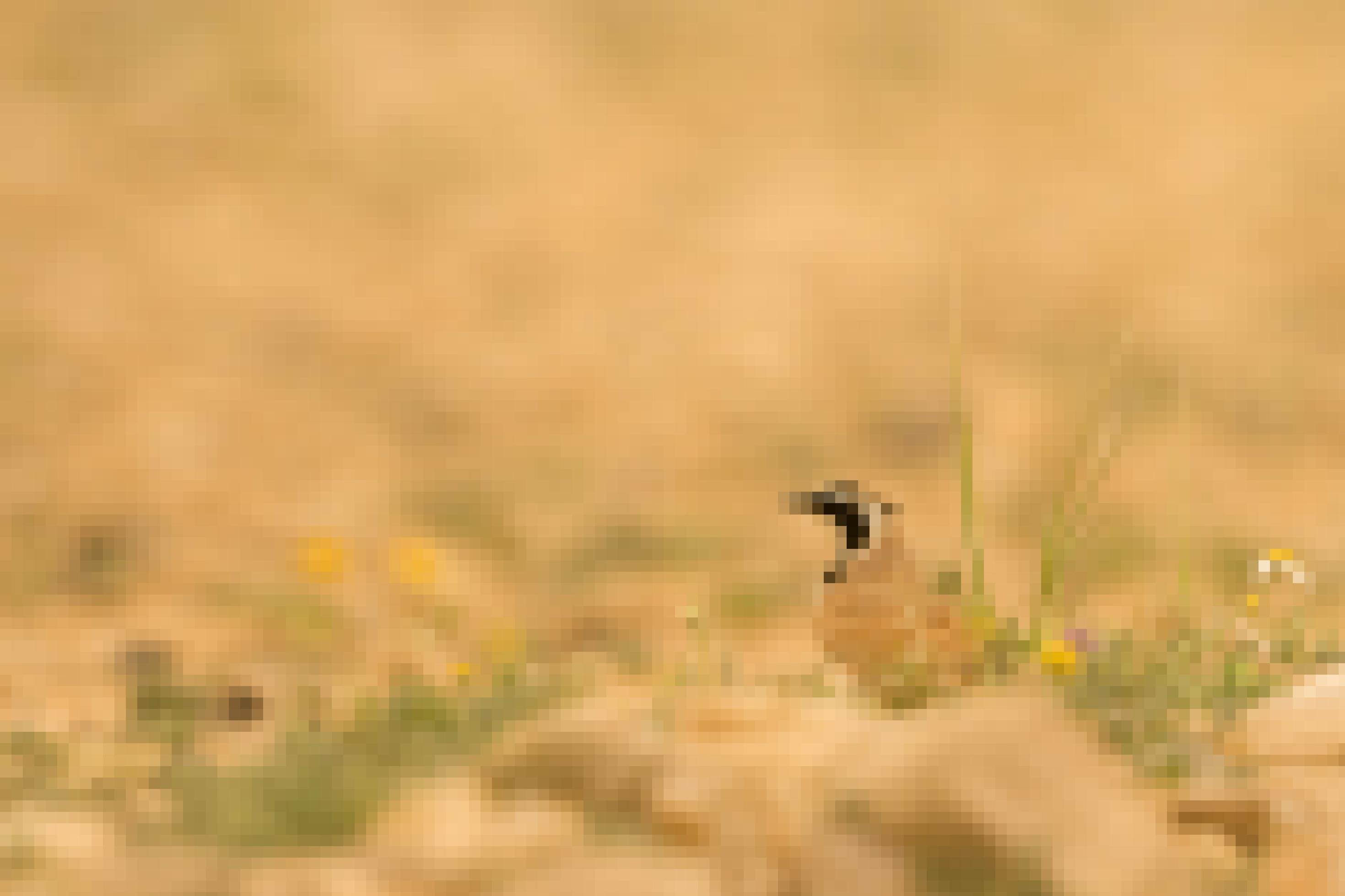 Eine Saharaohrenlerche sitzt gut angepasst im cremefarbenen Sand der Wüste.