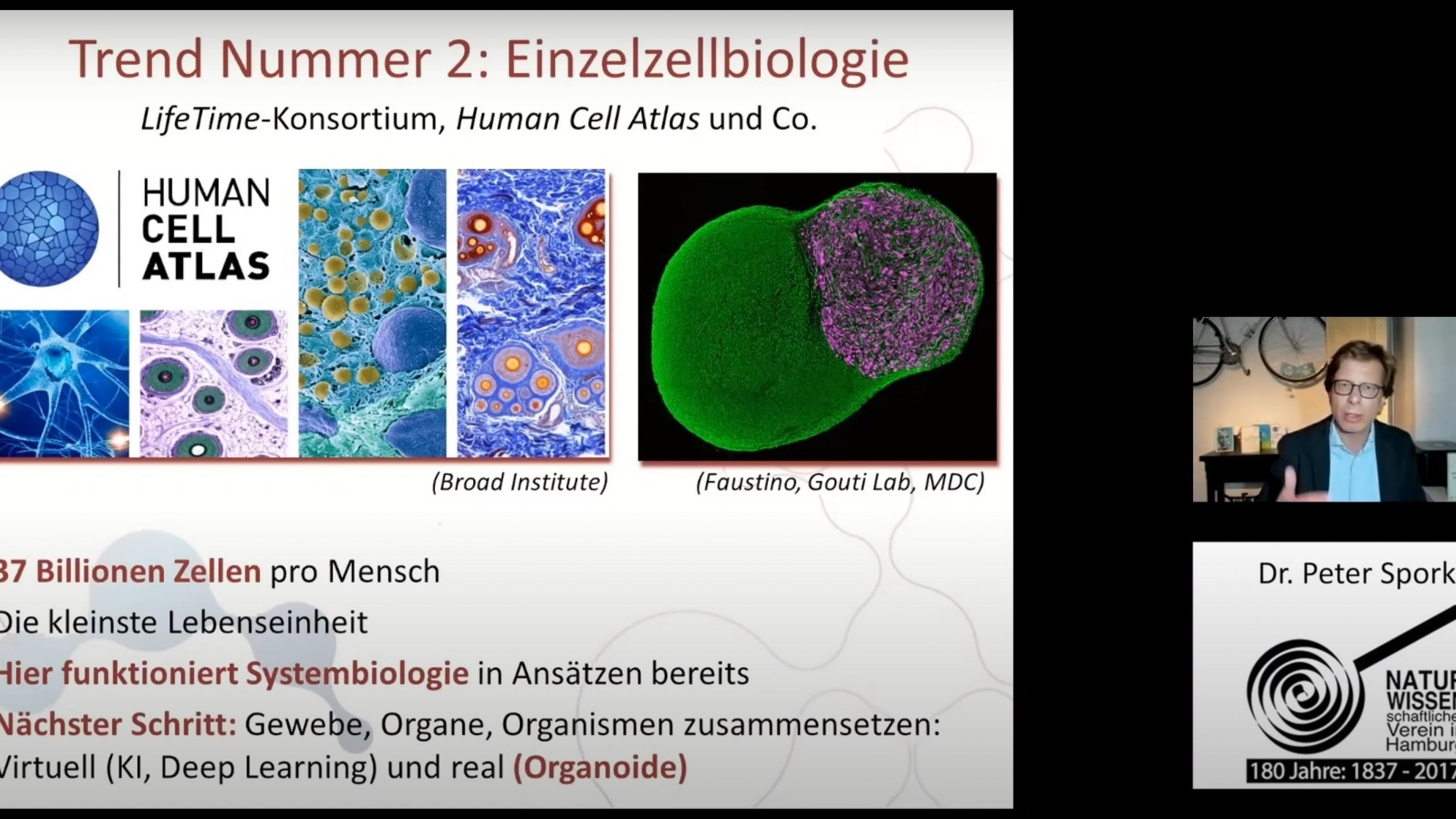 Screenshot eines Online-Vortrags. Links ein Powerpoint-Folie mit Bildern einzelner Zellen, rechts der Redner, Dr. Peter Spork.