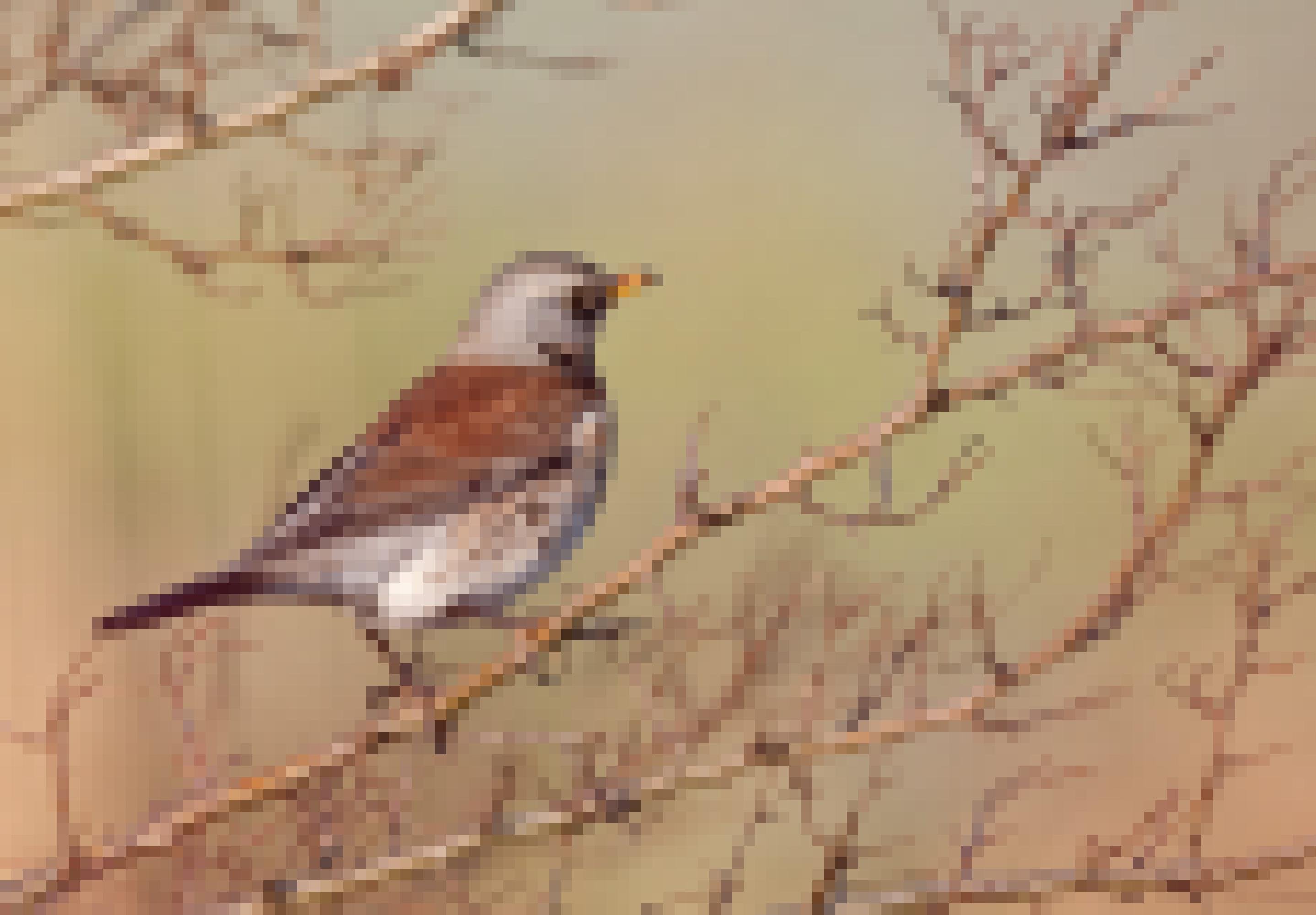 Ein Vogel mit grauem Kopf, gelbem Schnabel, braunen Flügeln und weißem Bauch mit braunen Schecken sitzt auf einem Zweig.