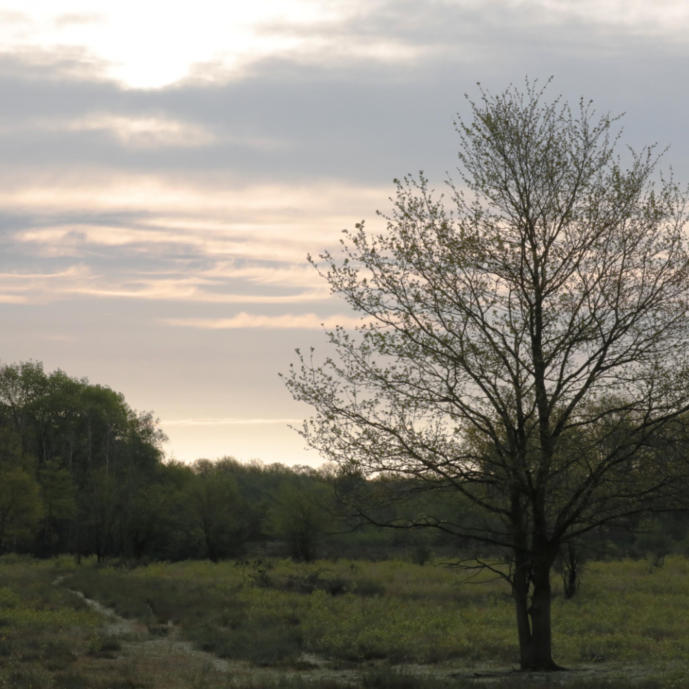 Ein noch kahler Baum hebt sich schwarz vor dem Morgenhimmel über der Wahner Heide ab