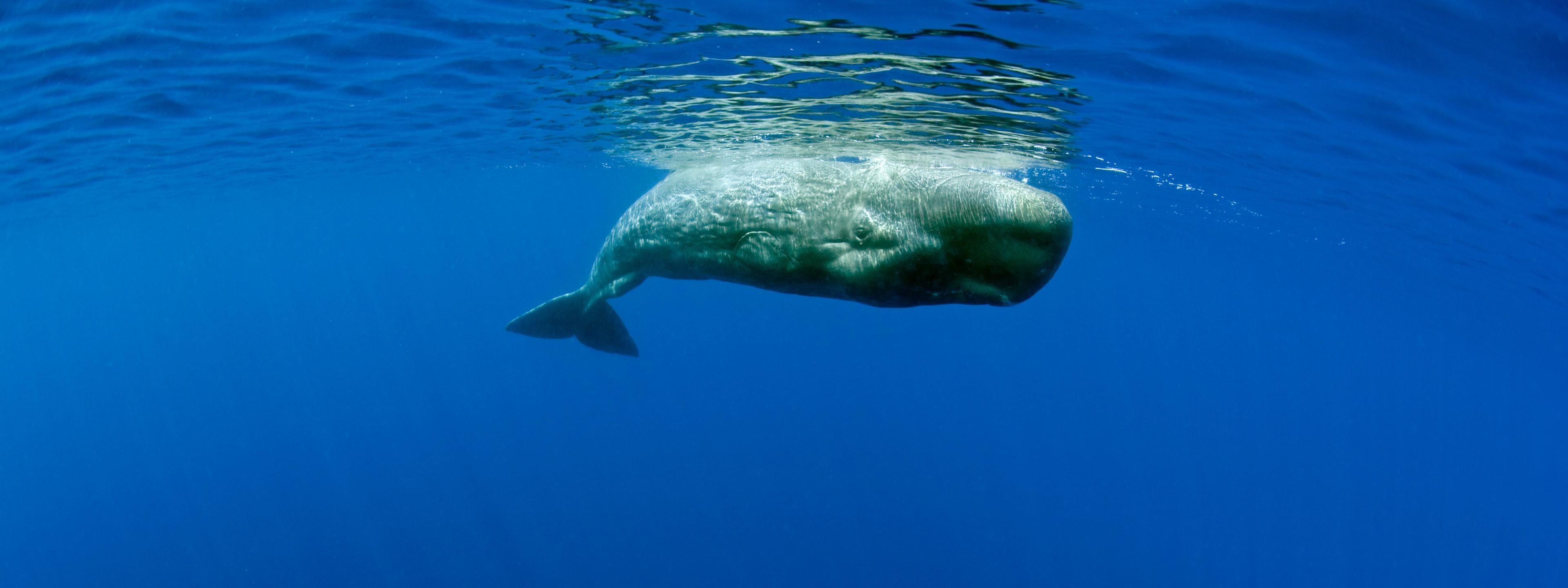 Pottwal, Physeter macrocephalus, Azoren, Atlantik, Portugal | Sperm Whale, Physeter macrocephalus, Azores, Atlantic Ocean, Portugal || Mindestpreis 30 Euro