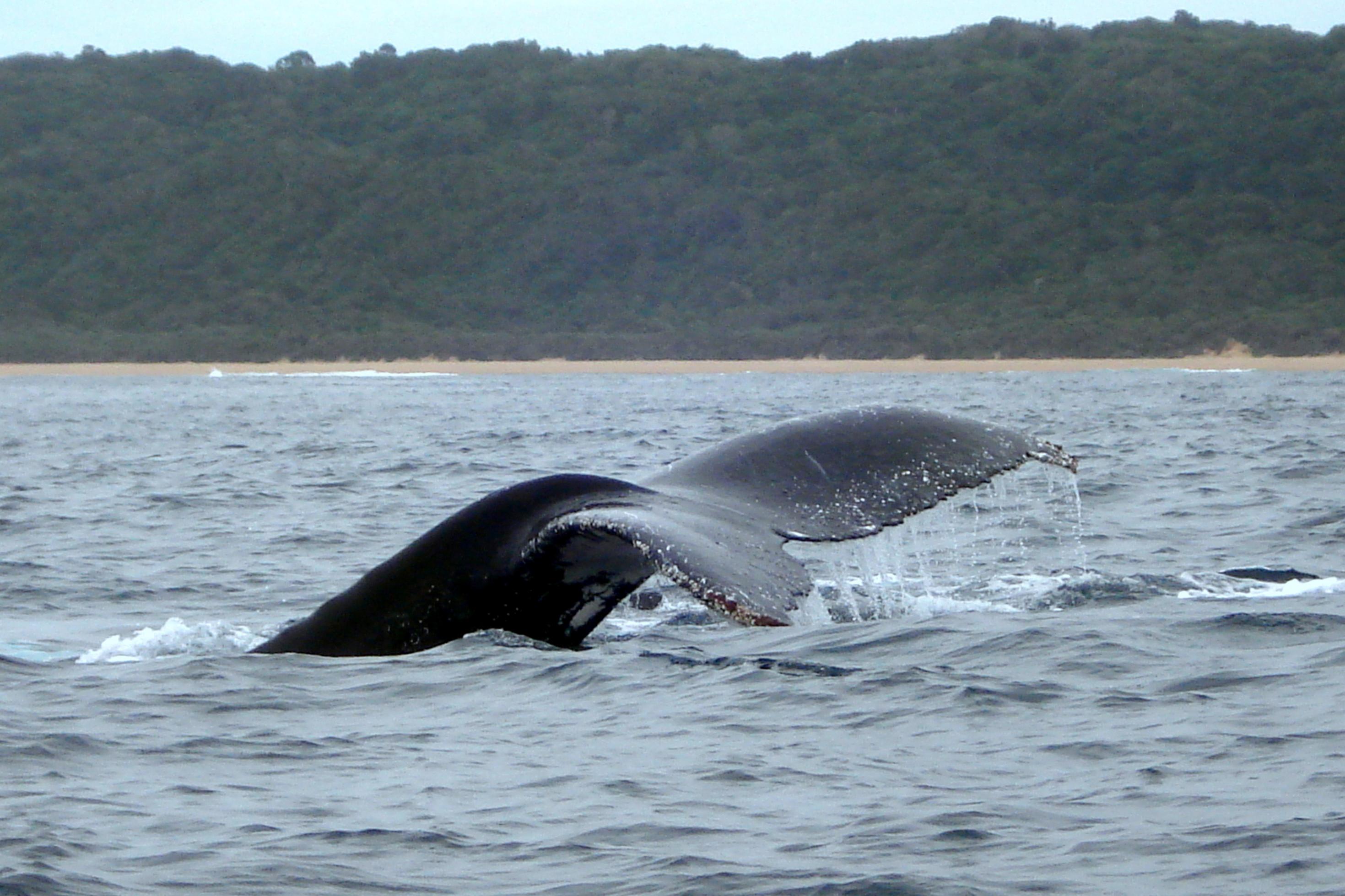 Die Schwanzflosse eines Wals ragt aus dem Wasser, er taucht gerade vor den grünbewachsenen Dünen der südafrikanischen Küste ab