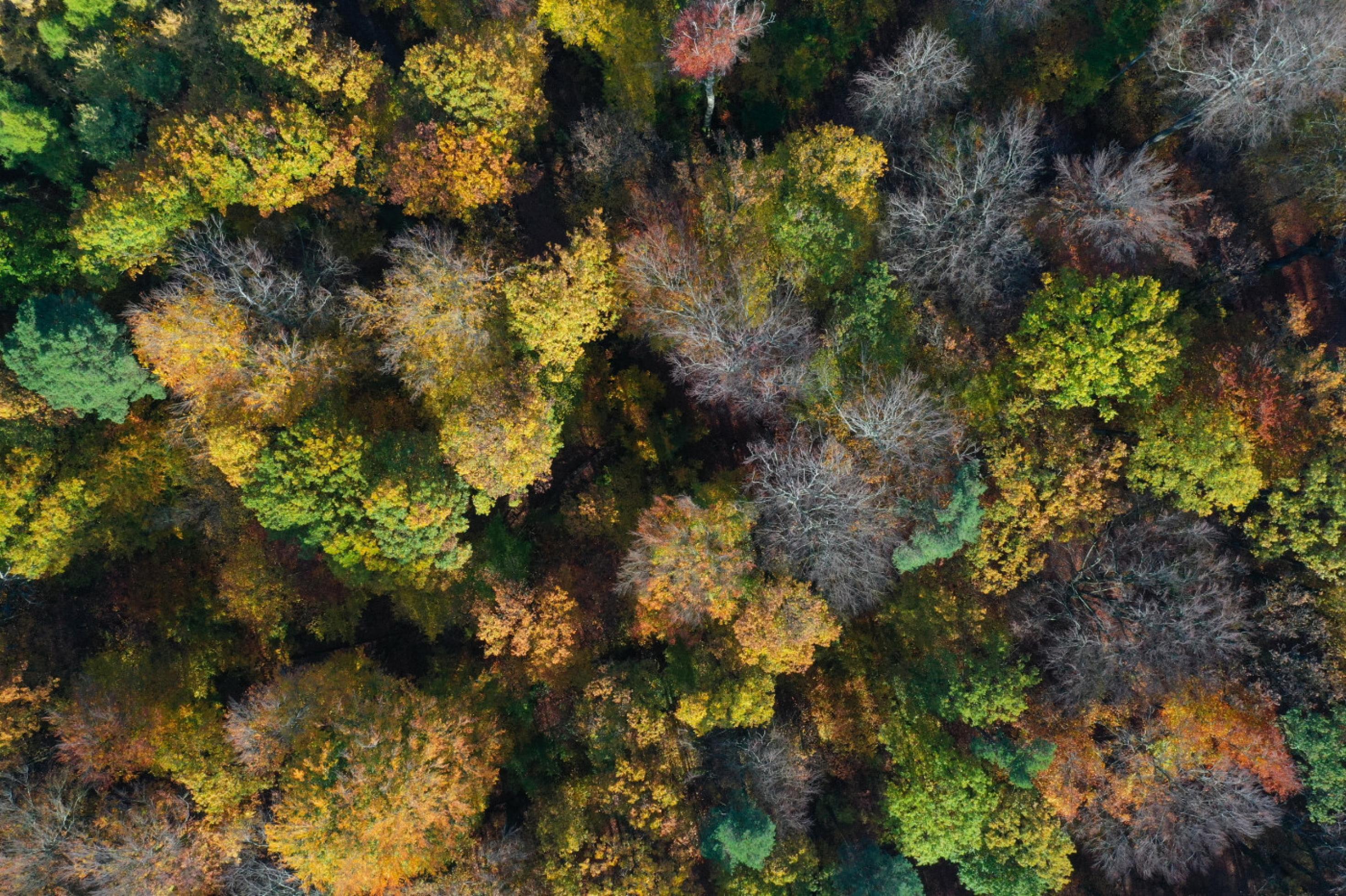 Drohnenbild eines herbstlich gefärbten Waldes von oben