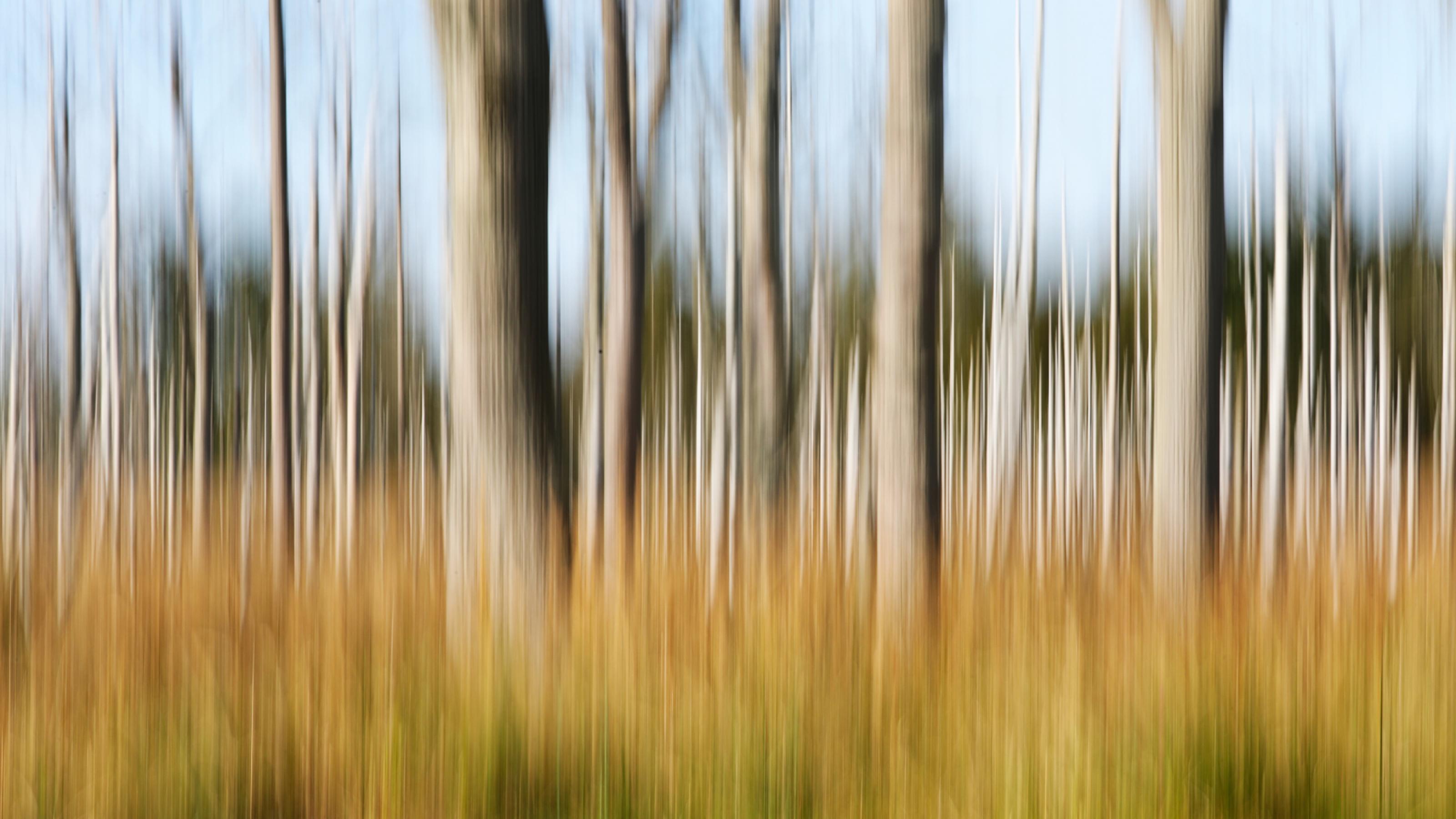 Ein Wald abstrakt fotografiert