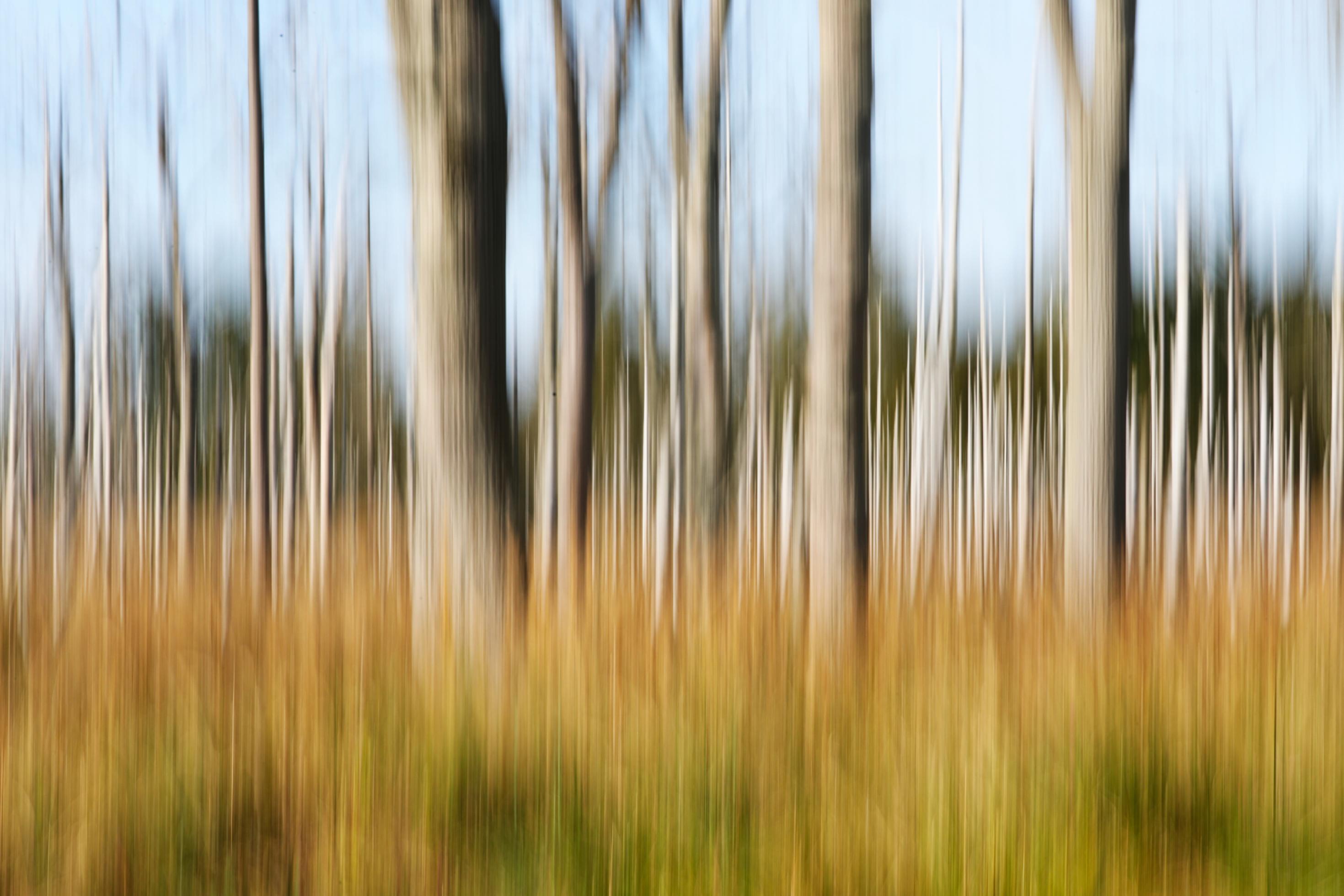 Ein Wald abstrakt fotografiert