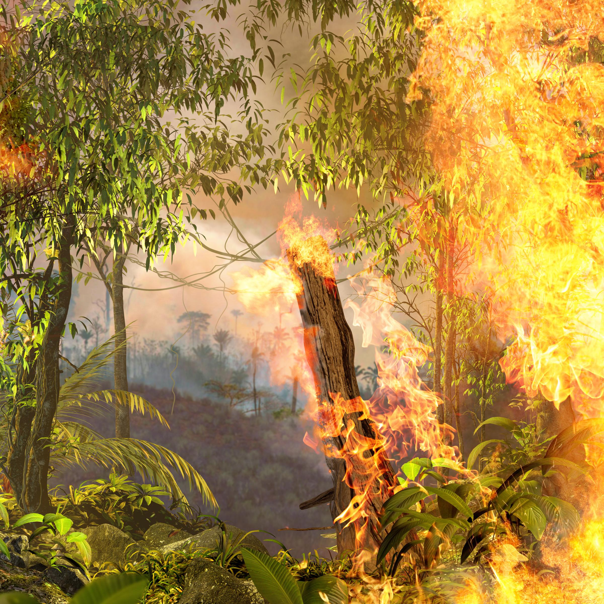 Brandstiftung treibt die Entwaldung im Amazonas-Regenwald in Brasilien voran. (Symbolbild)