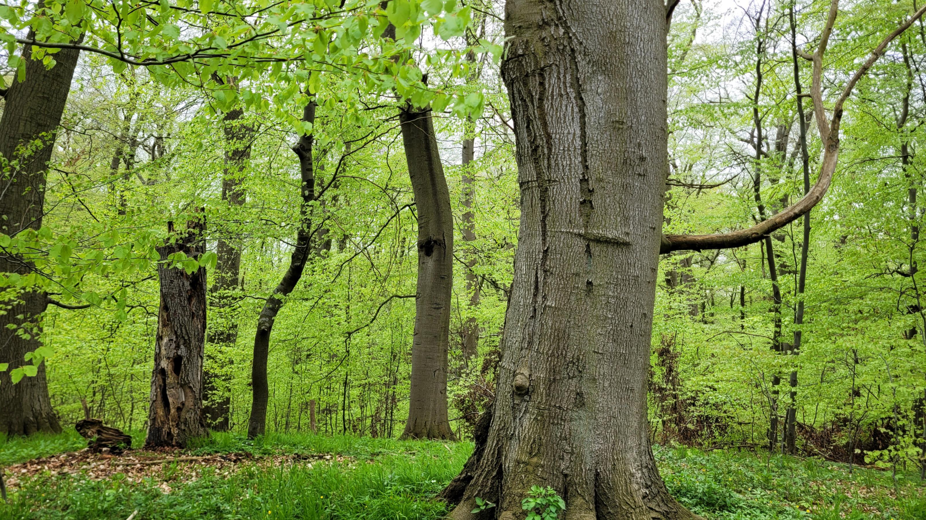 Uralte Eichen stehen locker im grünen Wald