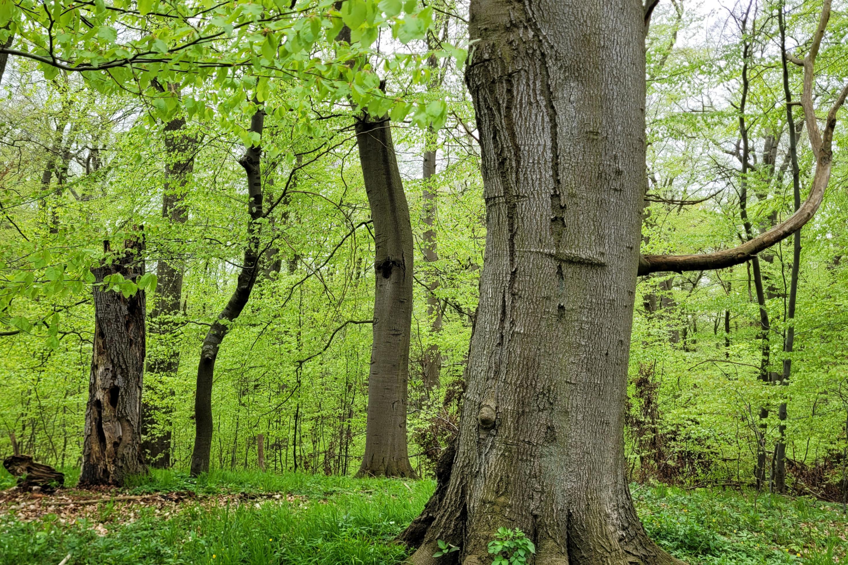 Uralte Eichen stehen locker im grünen Wald