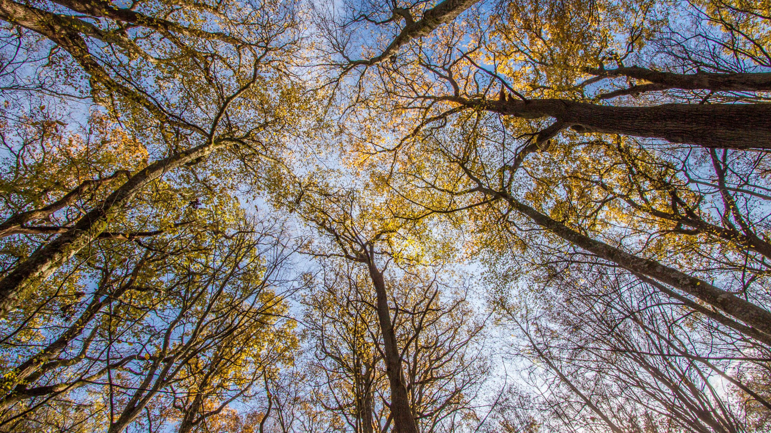 Buchenwald im Herbst.