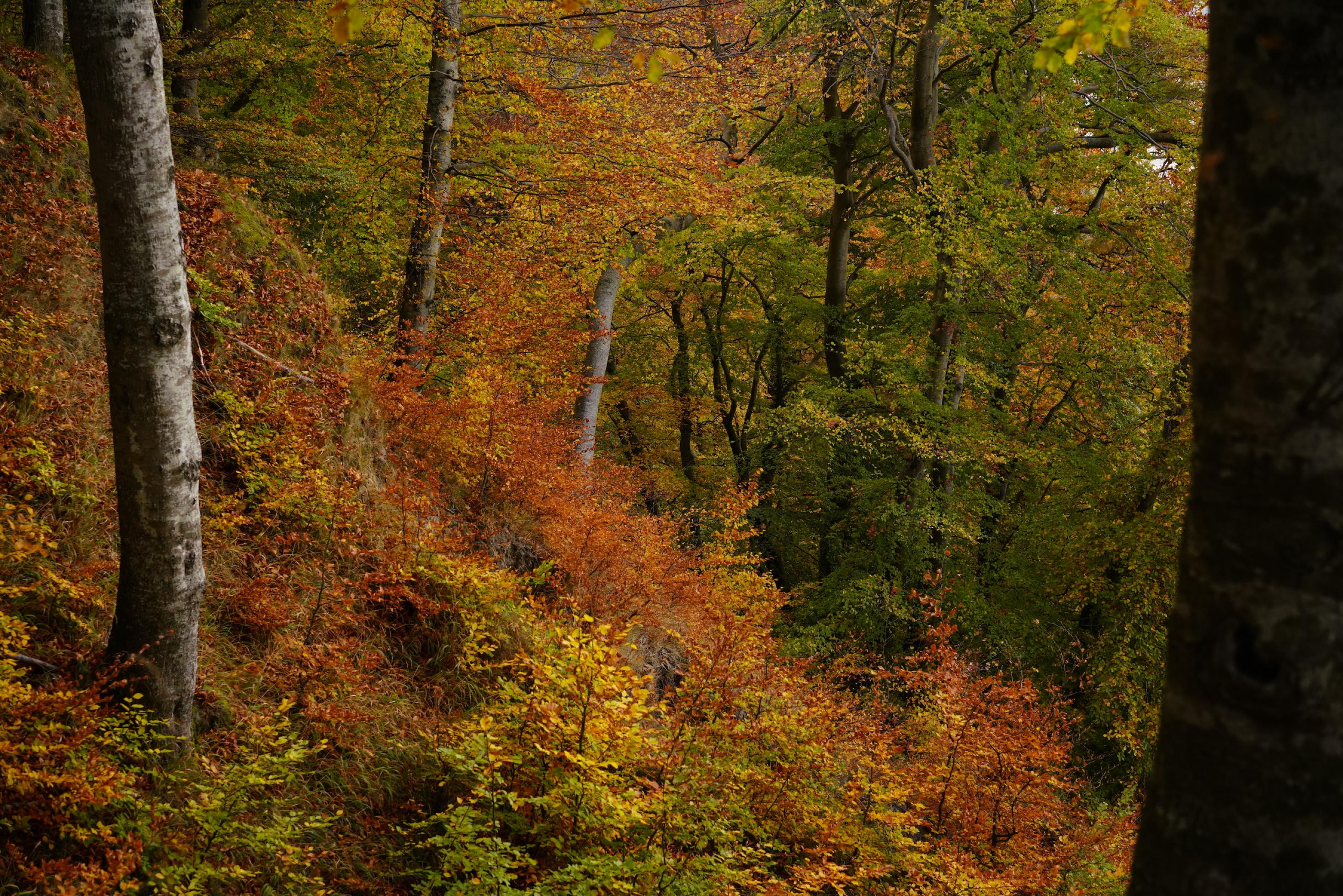 Herbstlicher Buchenwald mit Bäumen verschiedenen Alters, an einem Hang gelegen