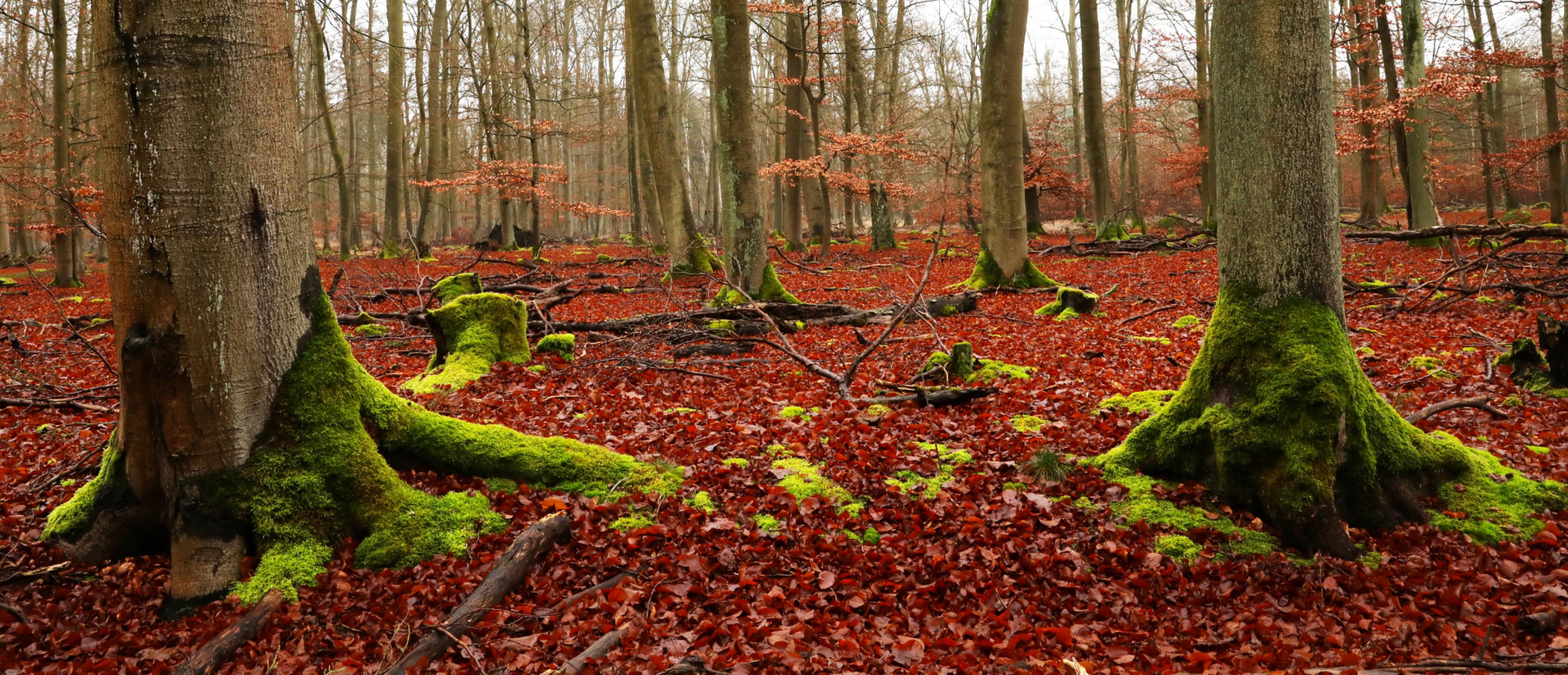 Buchen in einem  Wald