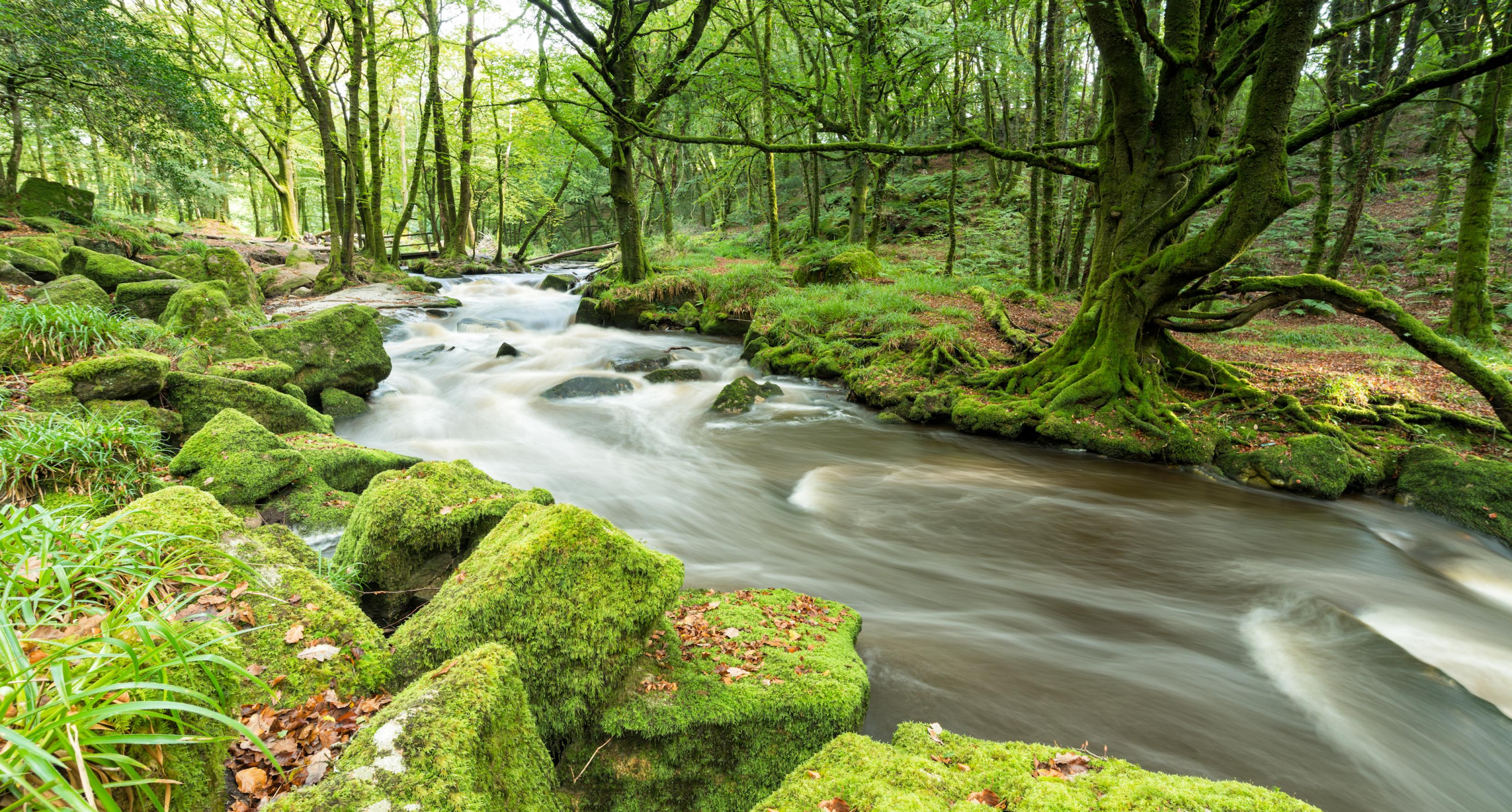 Ein Fluss fließt durch einen Wald.