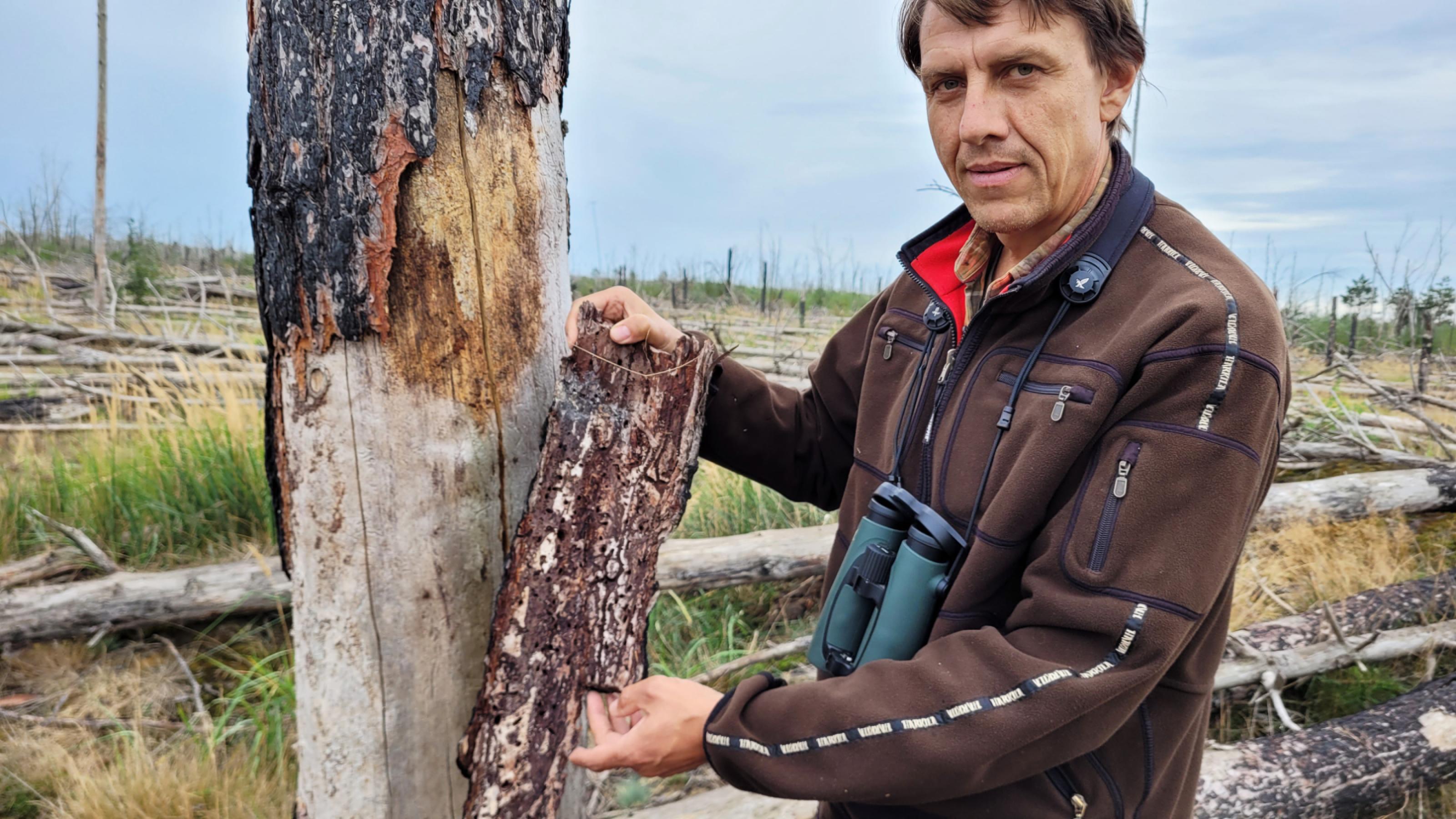 Ein Mann mit Fernglas um den Hals steht inmitten toter Kiefern und hält ein Stück Holz in die Kamera