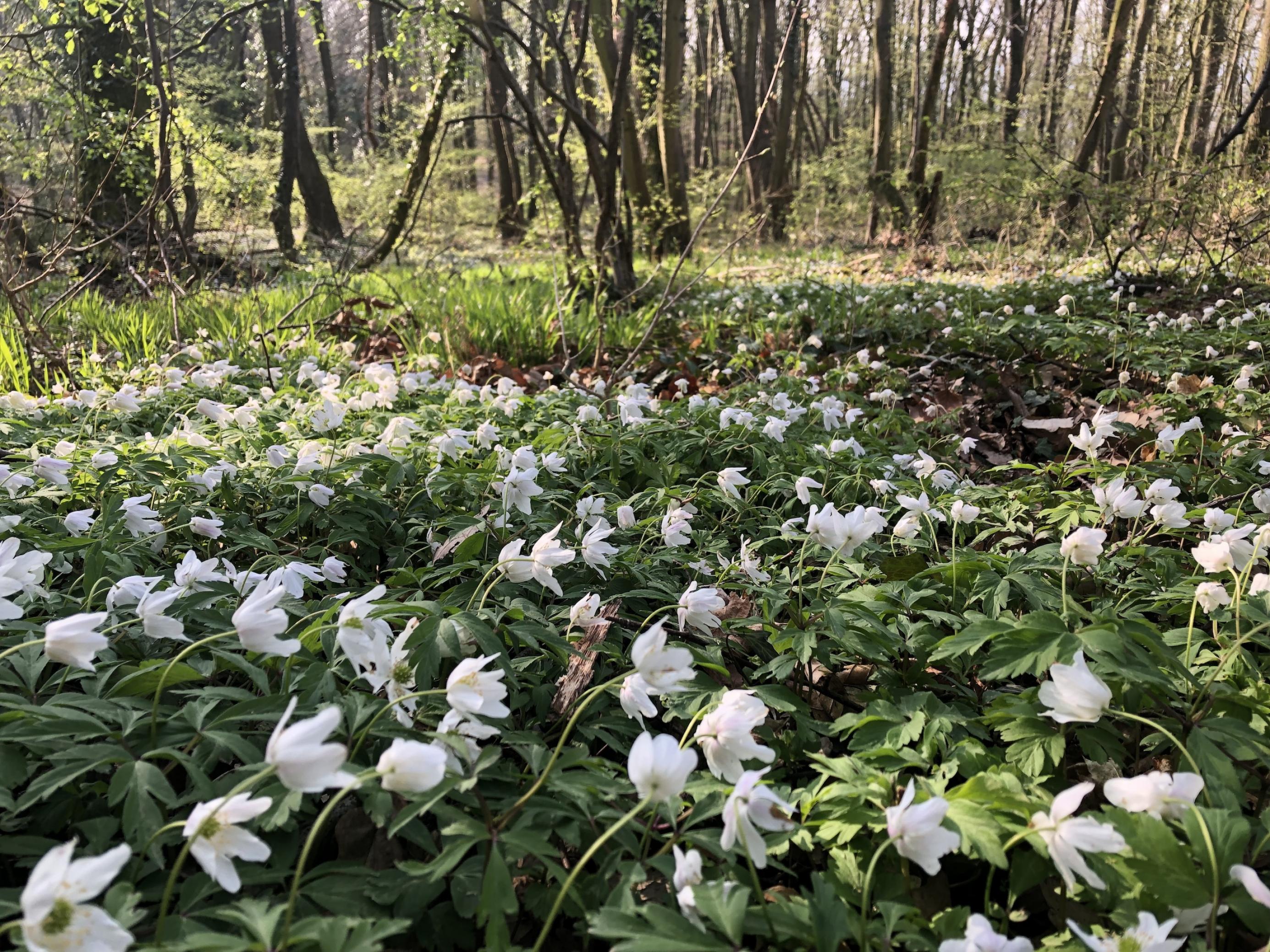 Teppich aus weißen Anemonenblüten auf Waldboden