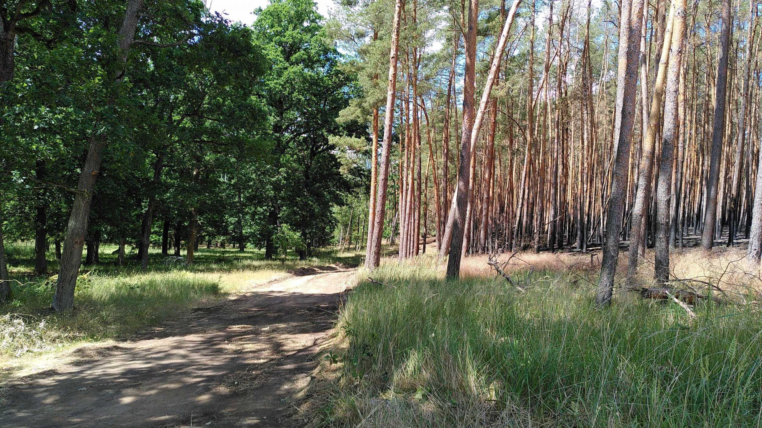 Ein Waldweg trennt einen üppig grünen Eichenbestand von den kahlen Stämmen eines Kiefernforsts