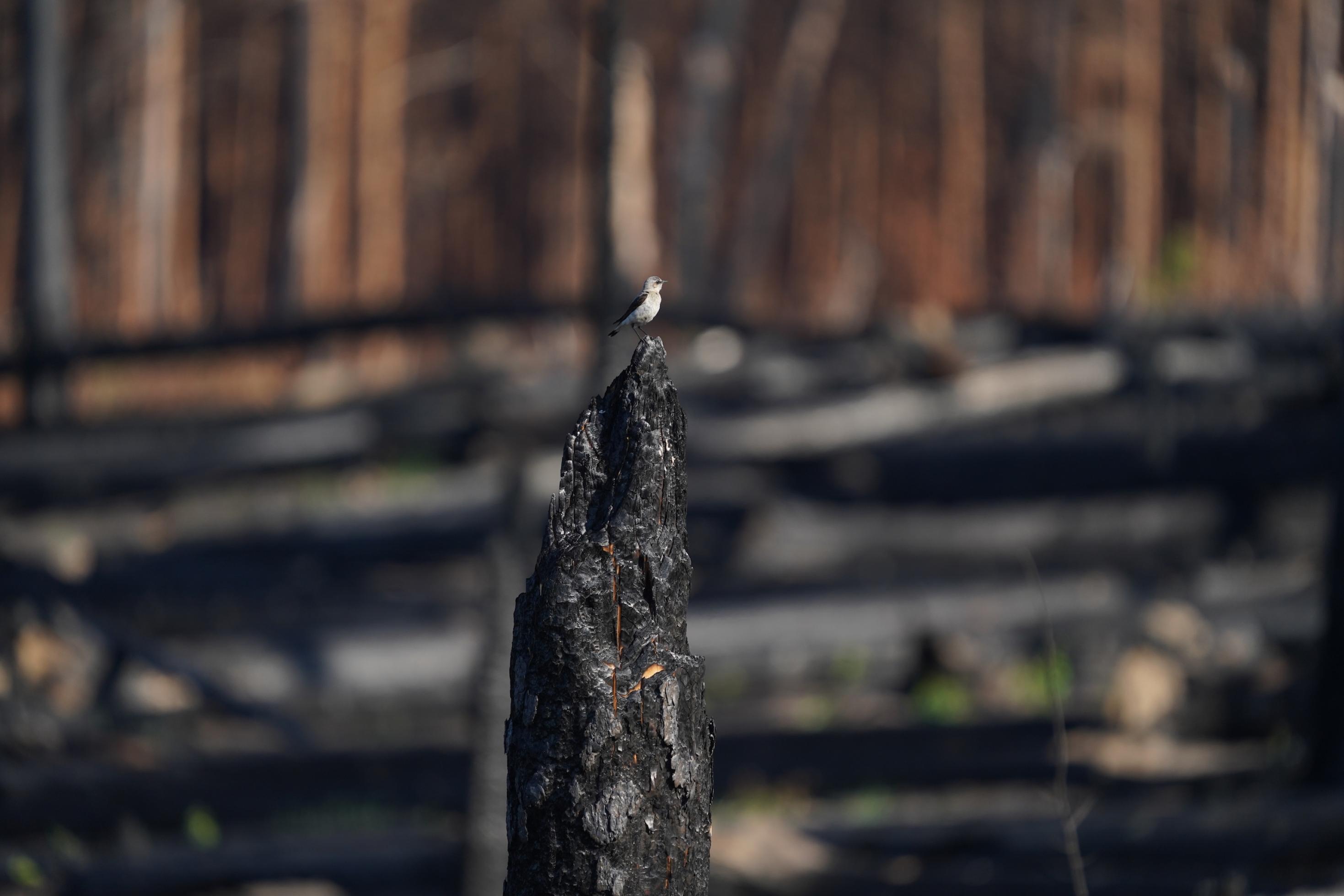 Kleiner grauer Vogel auf schwarzem Stumpf, dahinter verschwommen umgestürzte Baumstämme