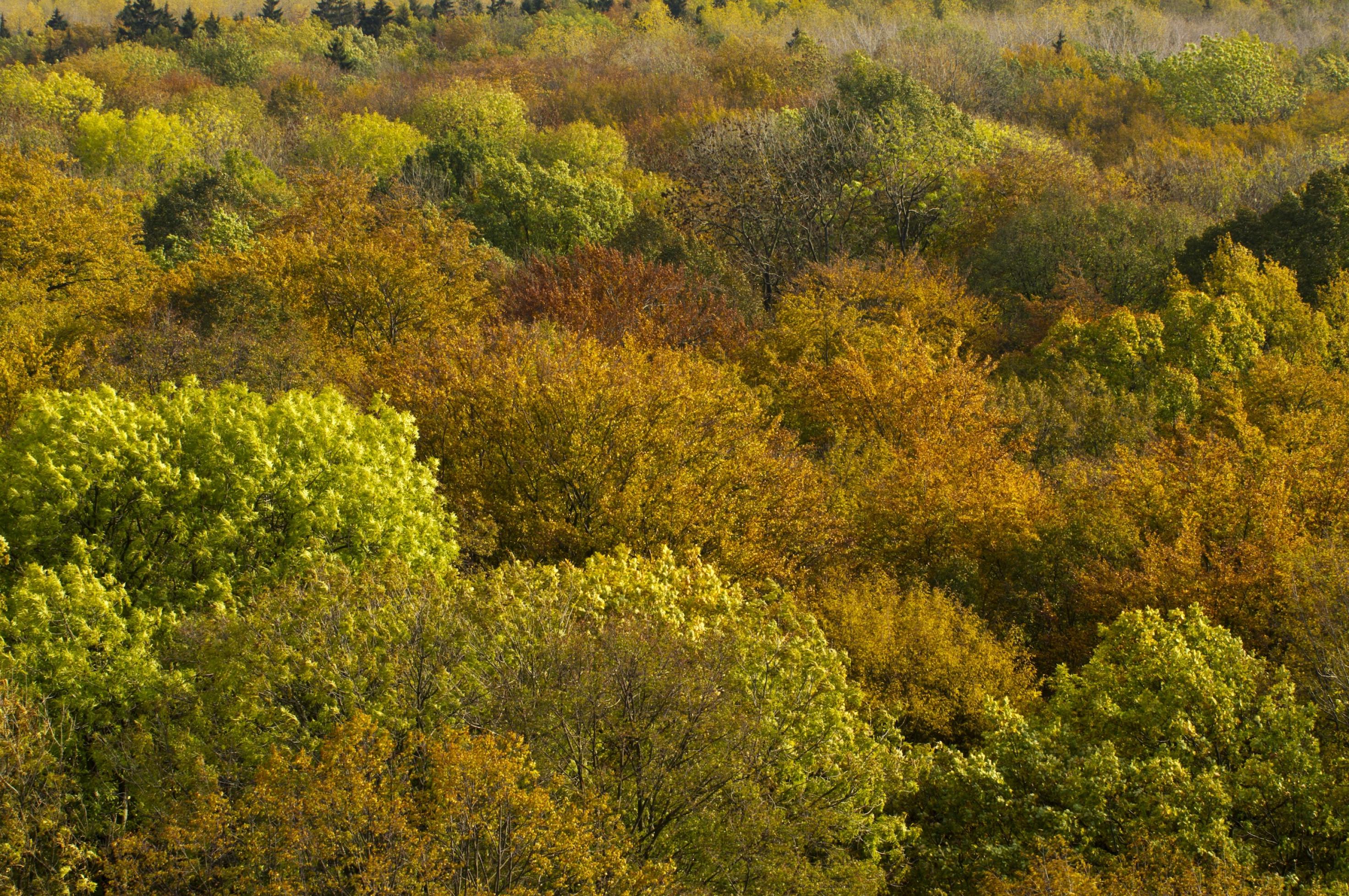 Blick über Baumkronen, die gelb, grün und orangefarben in der Sonne leuchten