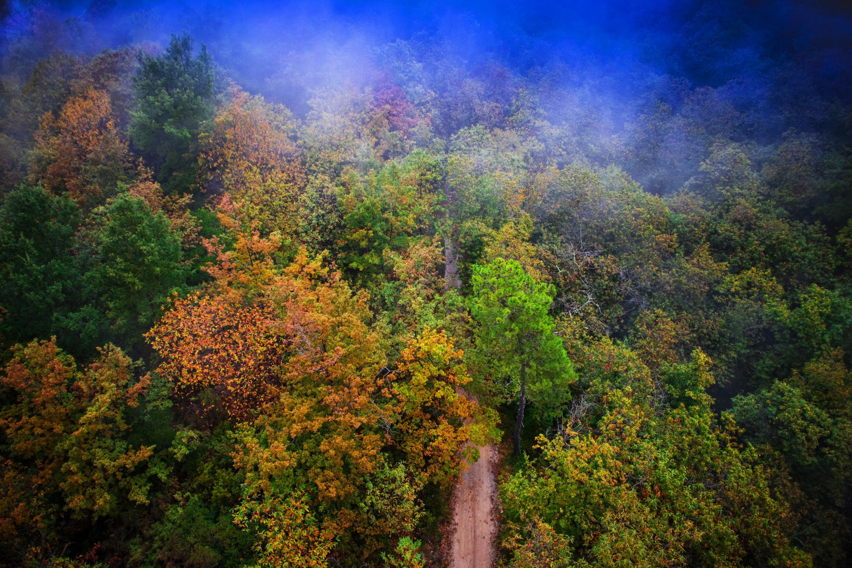 Luftbild eines Waldes mit farbenfrohem Herbstlaub