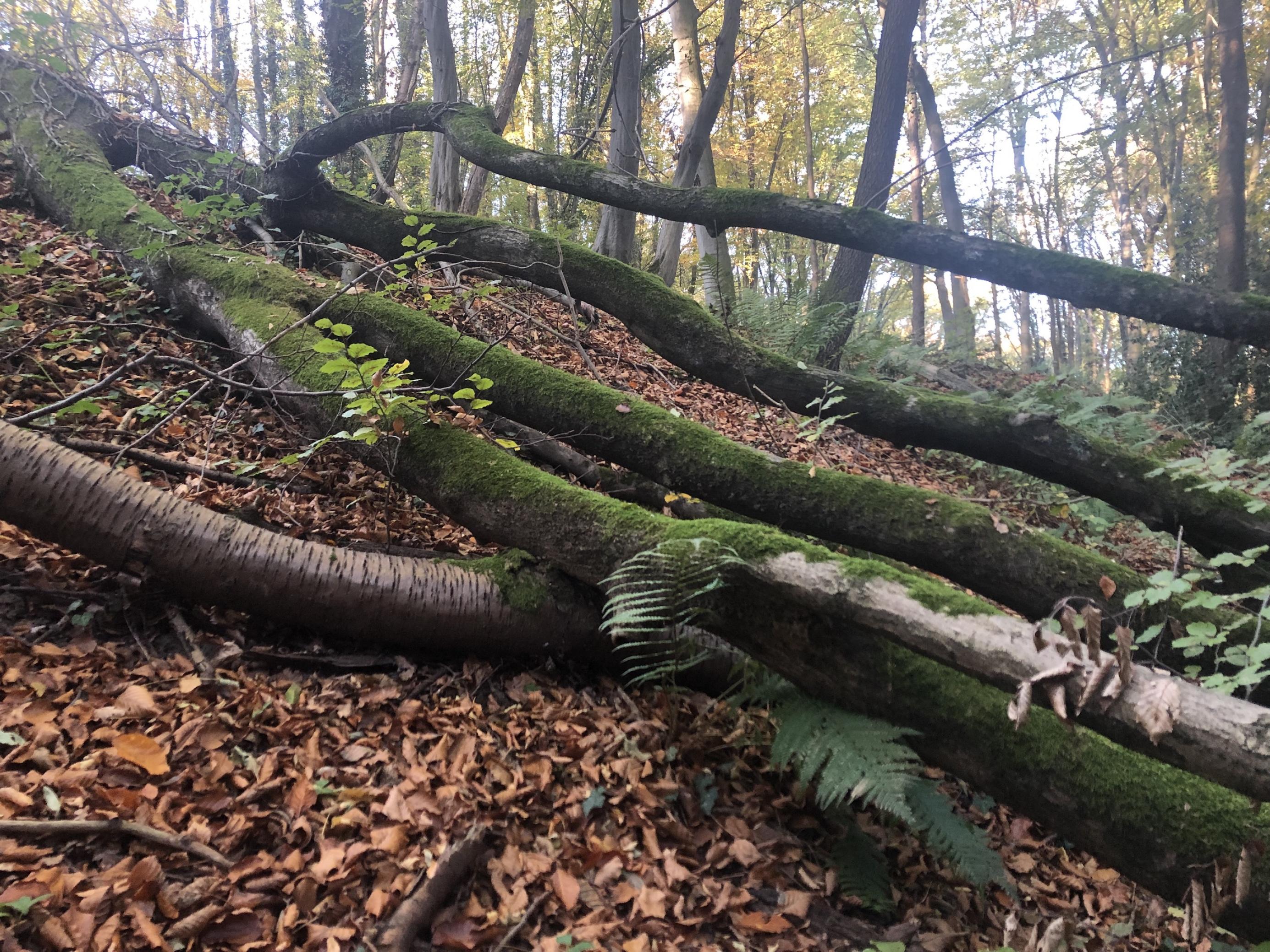 Mehrere umgestürzte, mit Moos überzogene BIrkenstämme auf laubbedecktem Waldboden