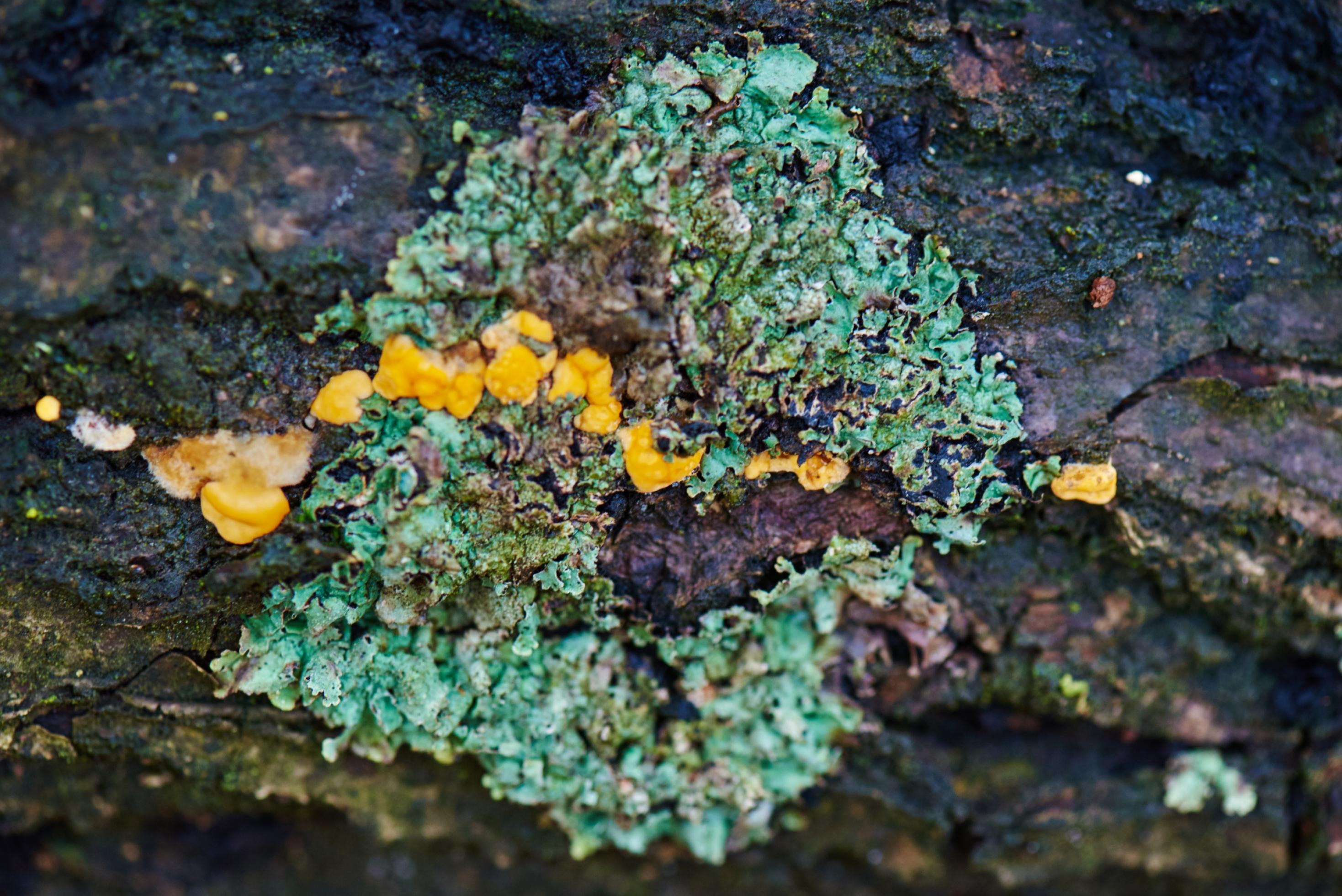 Eine feine Linie millimetergroßer goldgelber Pilze zieht sich durch eine kreisförmige blaugrüne Flechte, die einen absterbenden Baumstamm besiedelt hat