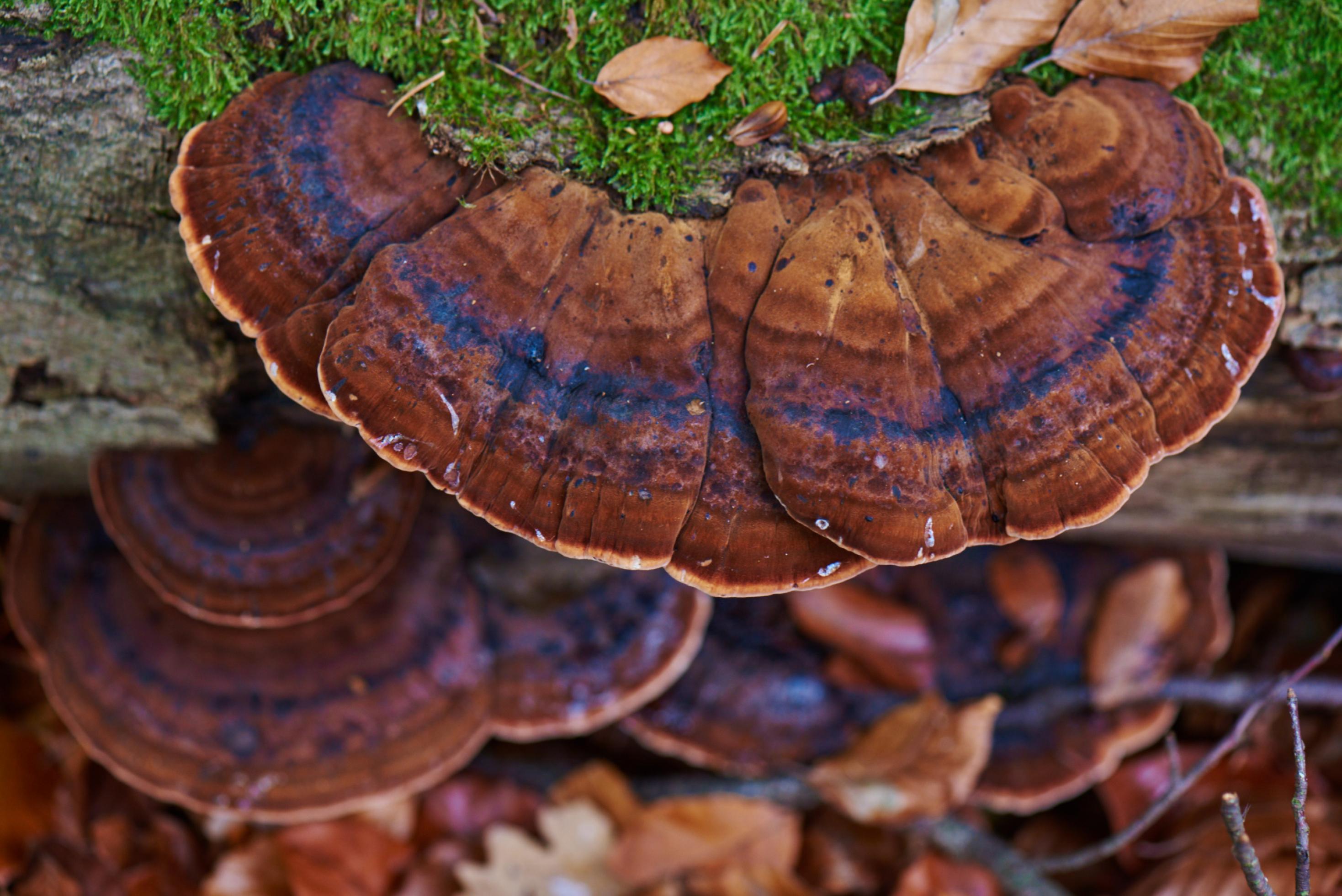 Fächerförmige Pilze an bemoostem Stamm, Farbe braunrötlich mit schwarzem Streifen und dünnem weißlichen Rand