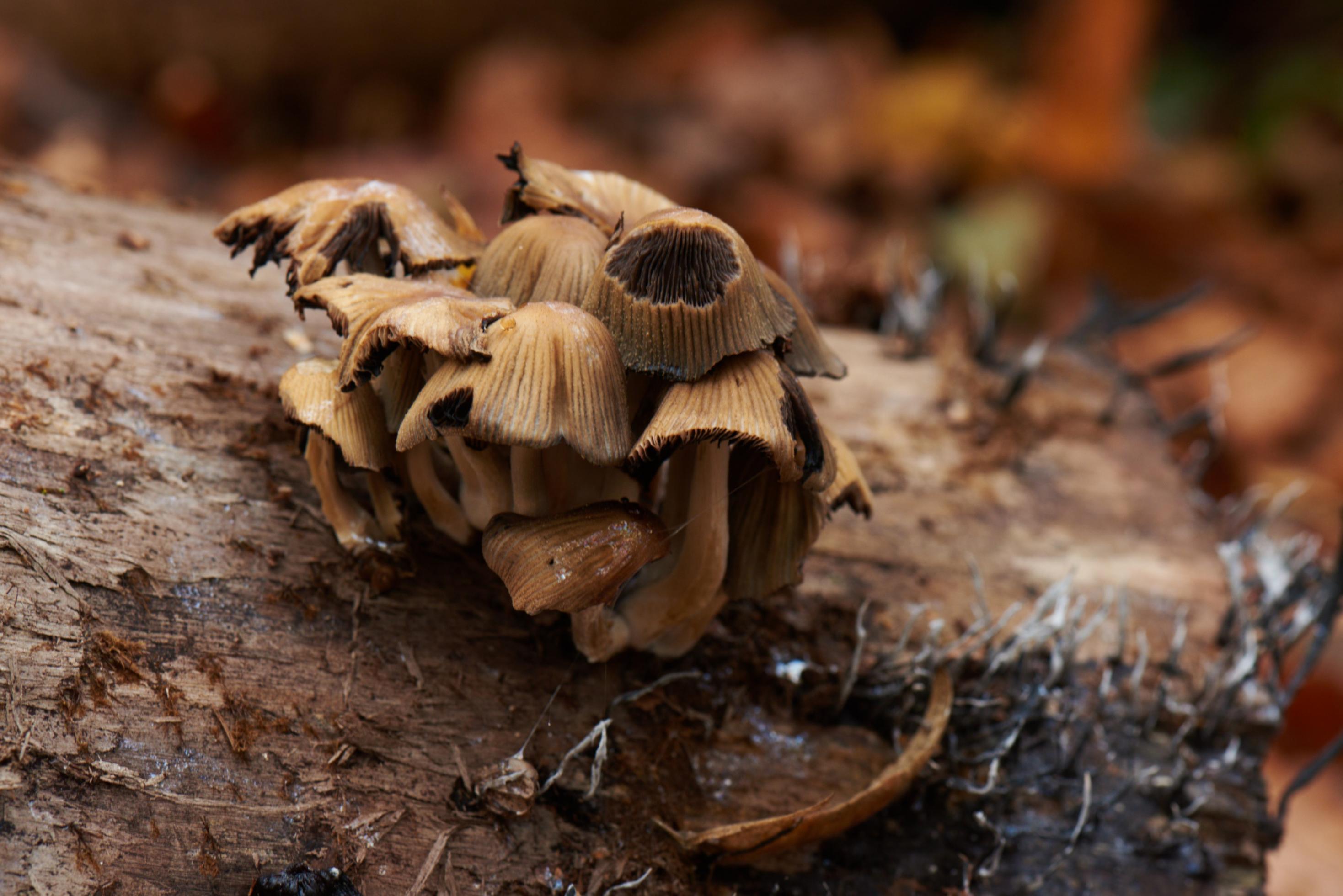 Büschel kleiner bräunlicher Pilze mit zart gestreiften Hüten