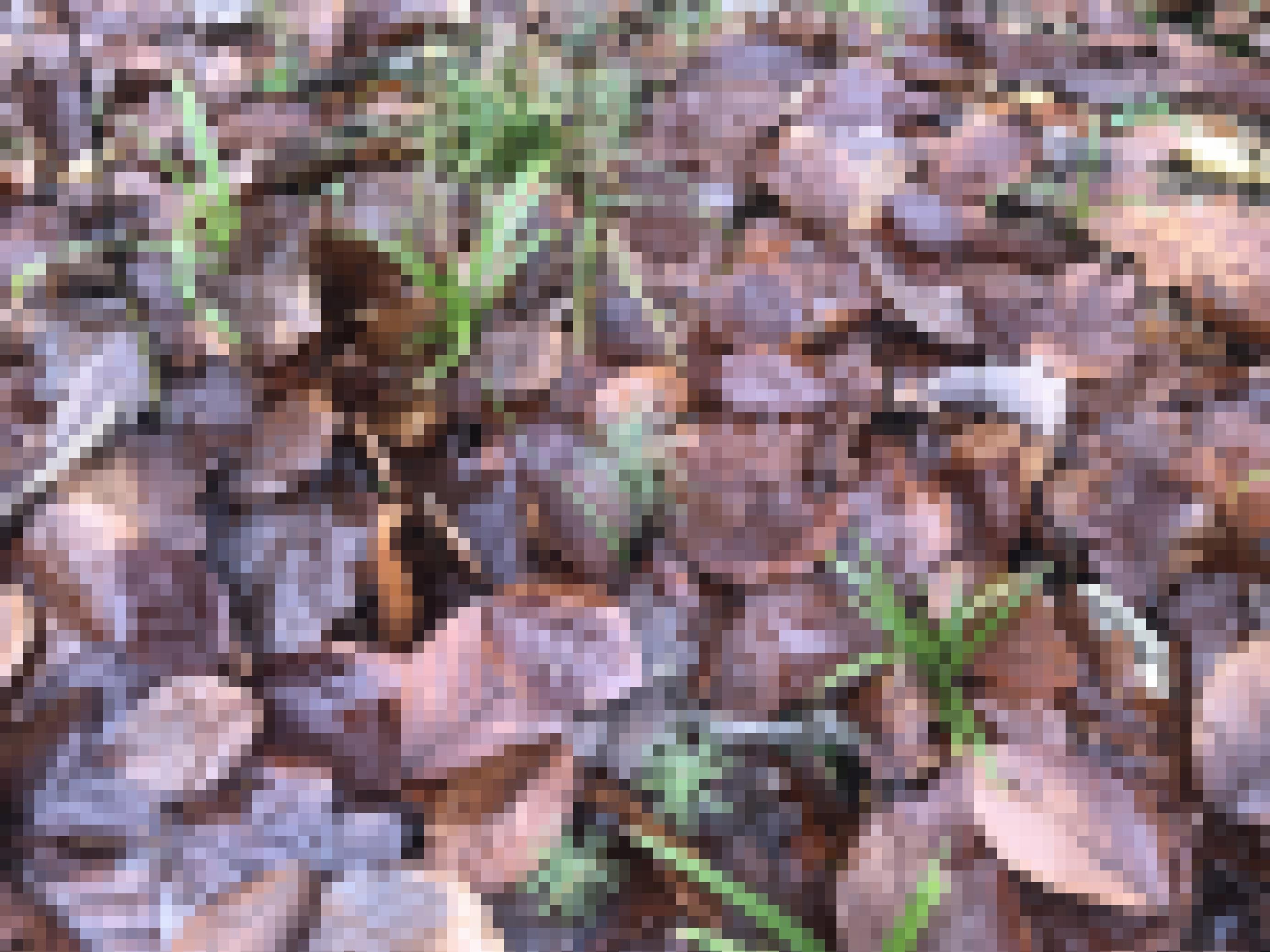 Kleine Schösslinge auf Waldboden.