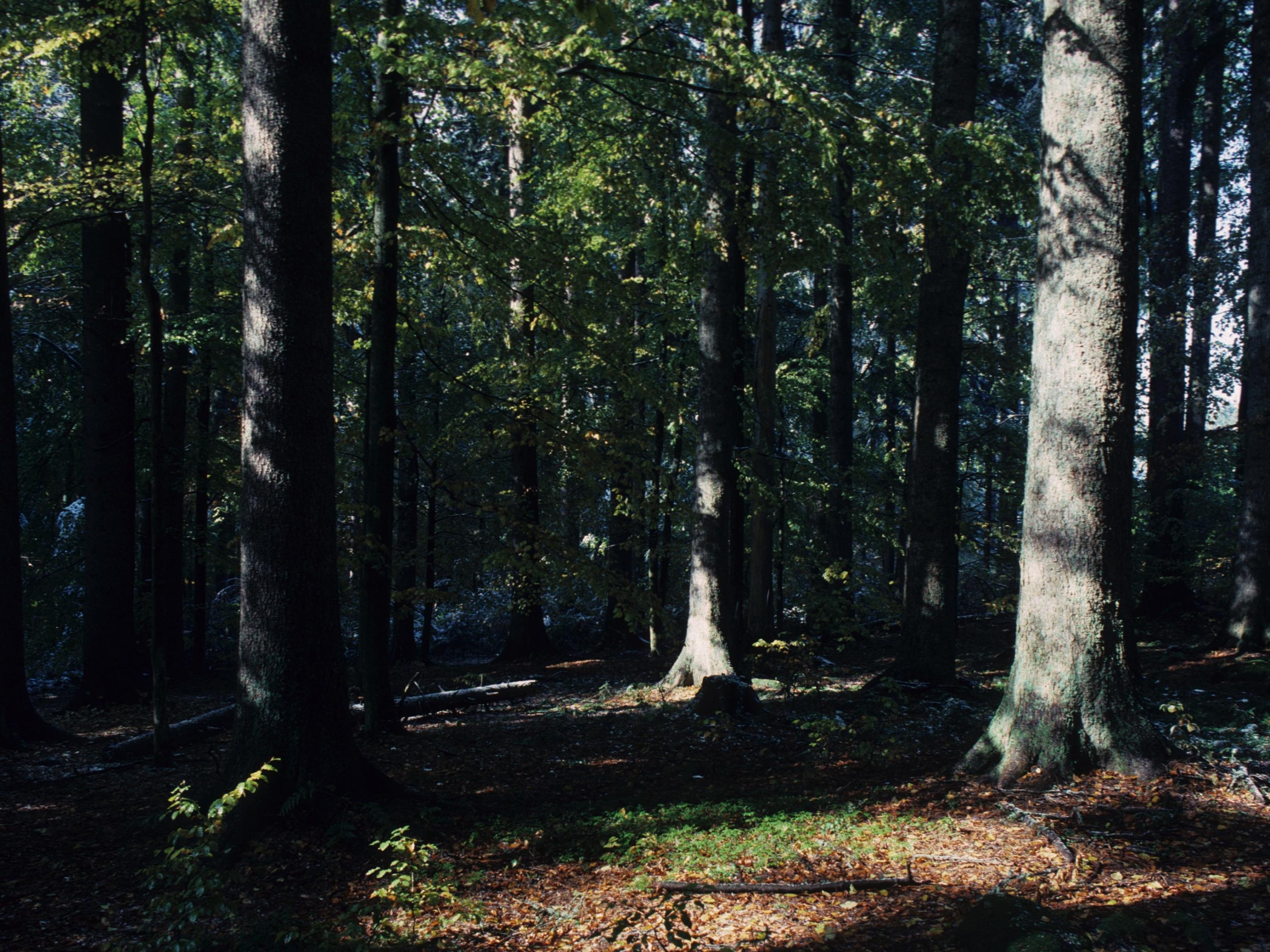 Ein Wald mit alten Bäumen.