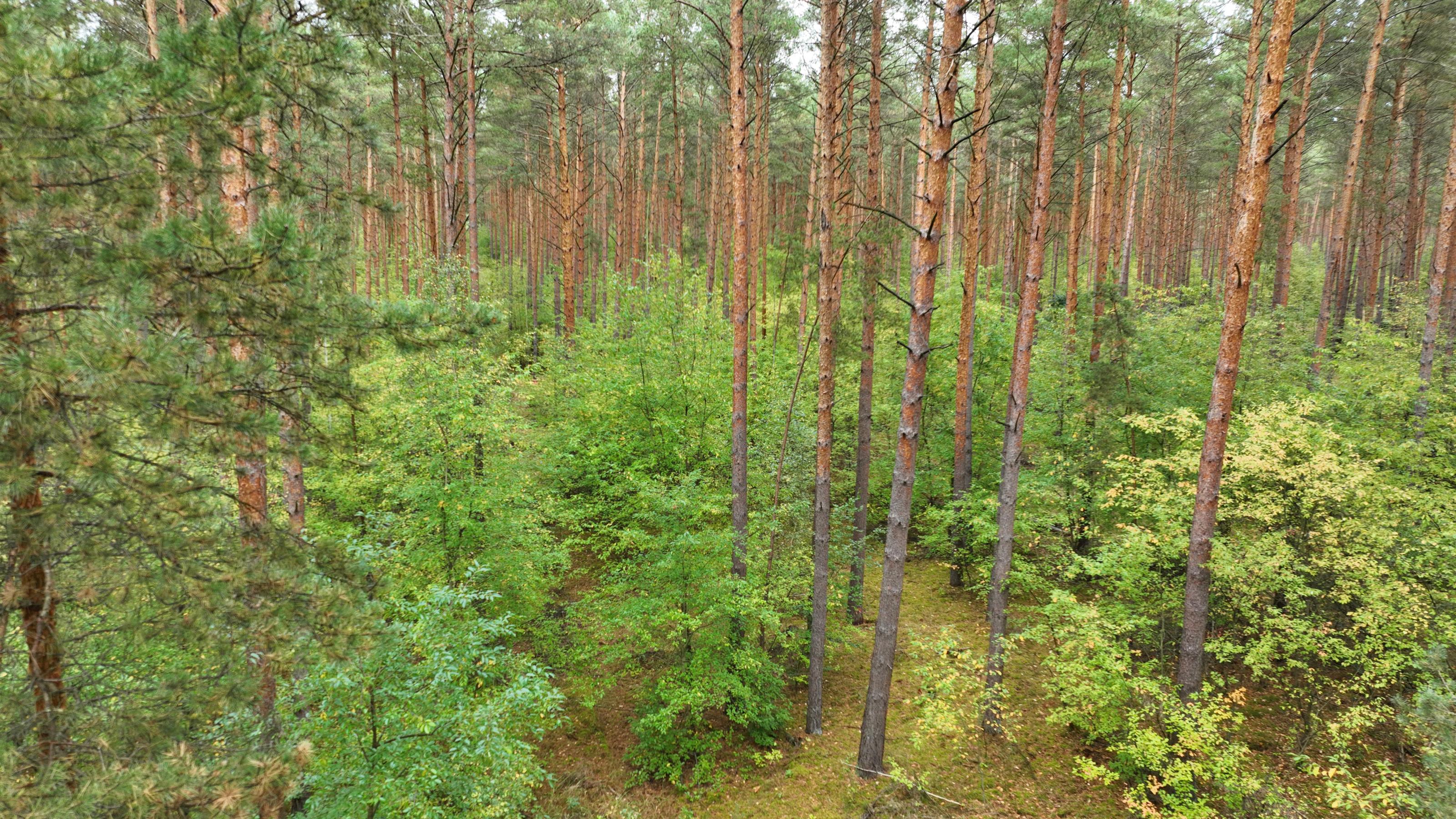 Drohnenfoto aus cirka zehn Meter Höhe, es zeigt, dass der Laubwald stark aufwächst und nur noch in der obersten Baumschicht die Kiefer dominiert.