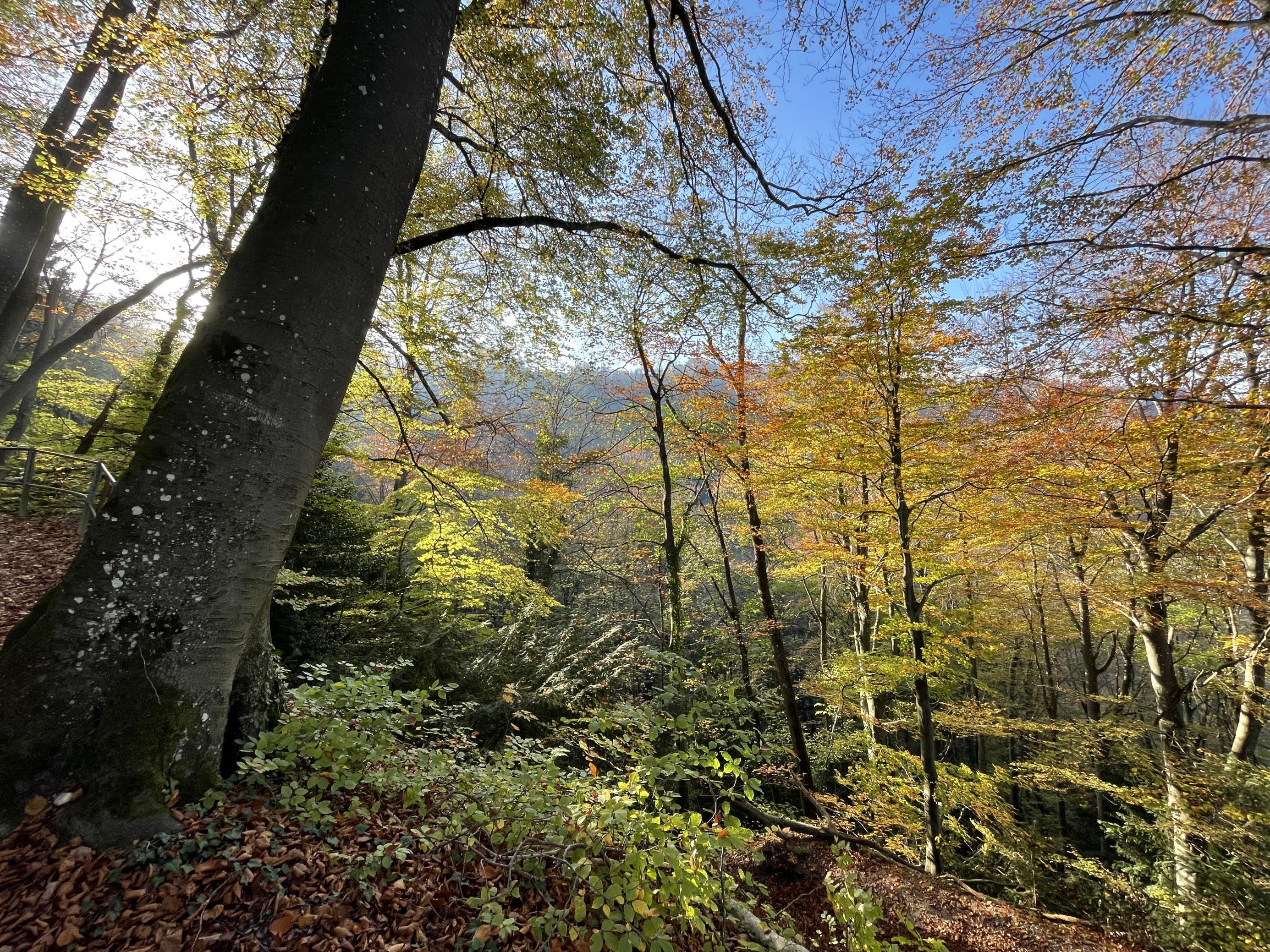 Herbstlicher Wald bei Zürich.