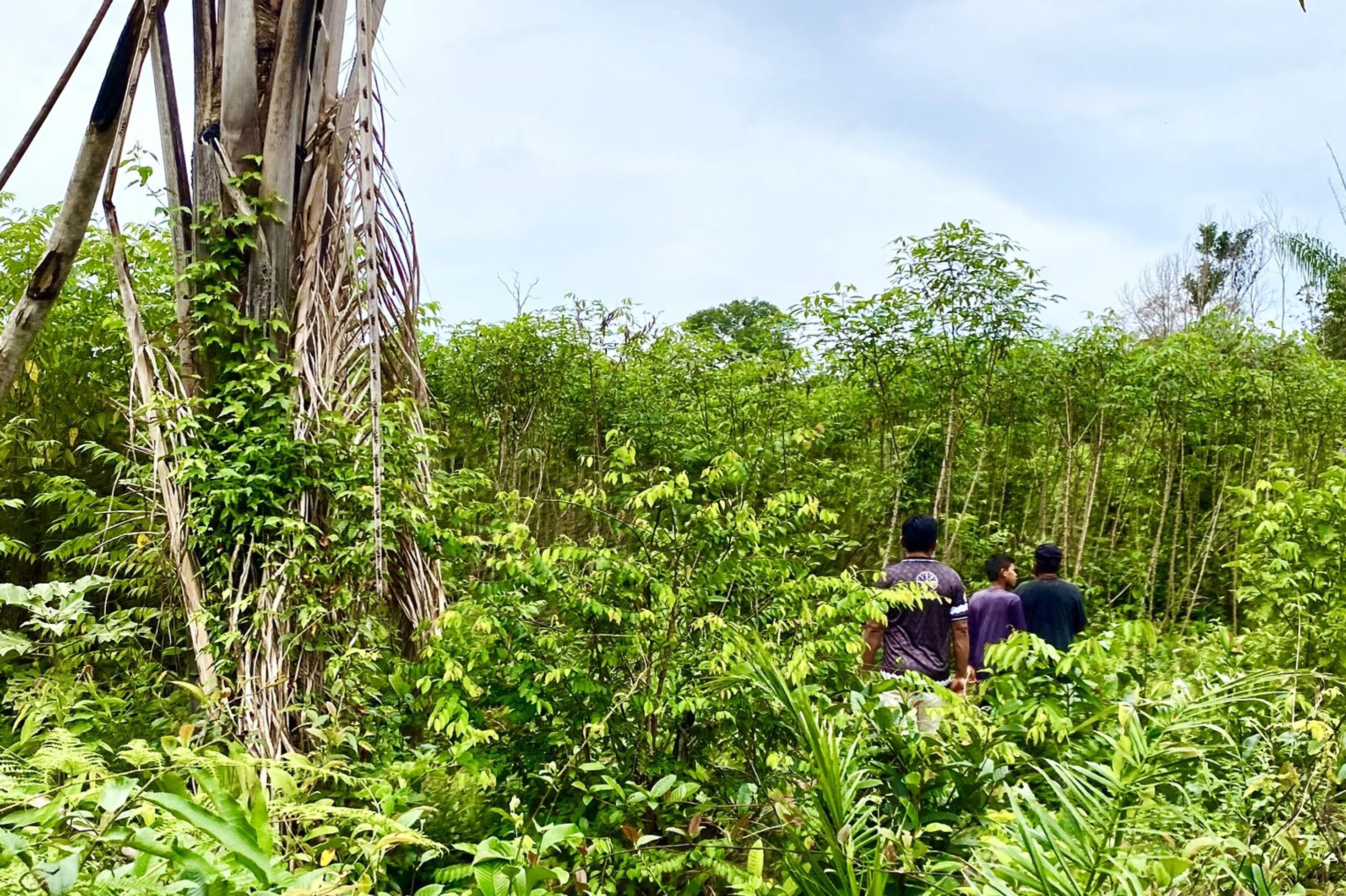 In einem Waldgarten waschen viele verschiedene Pflanzenarten durcheinander. Von hinten sind drei Personen zu erkennen, die hintereinander herlaufen.