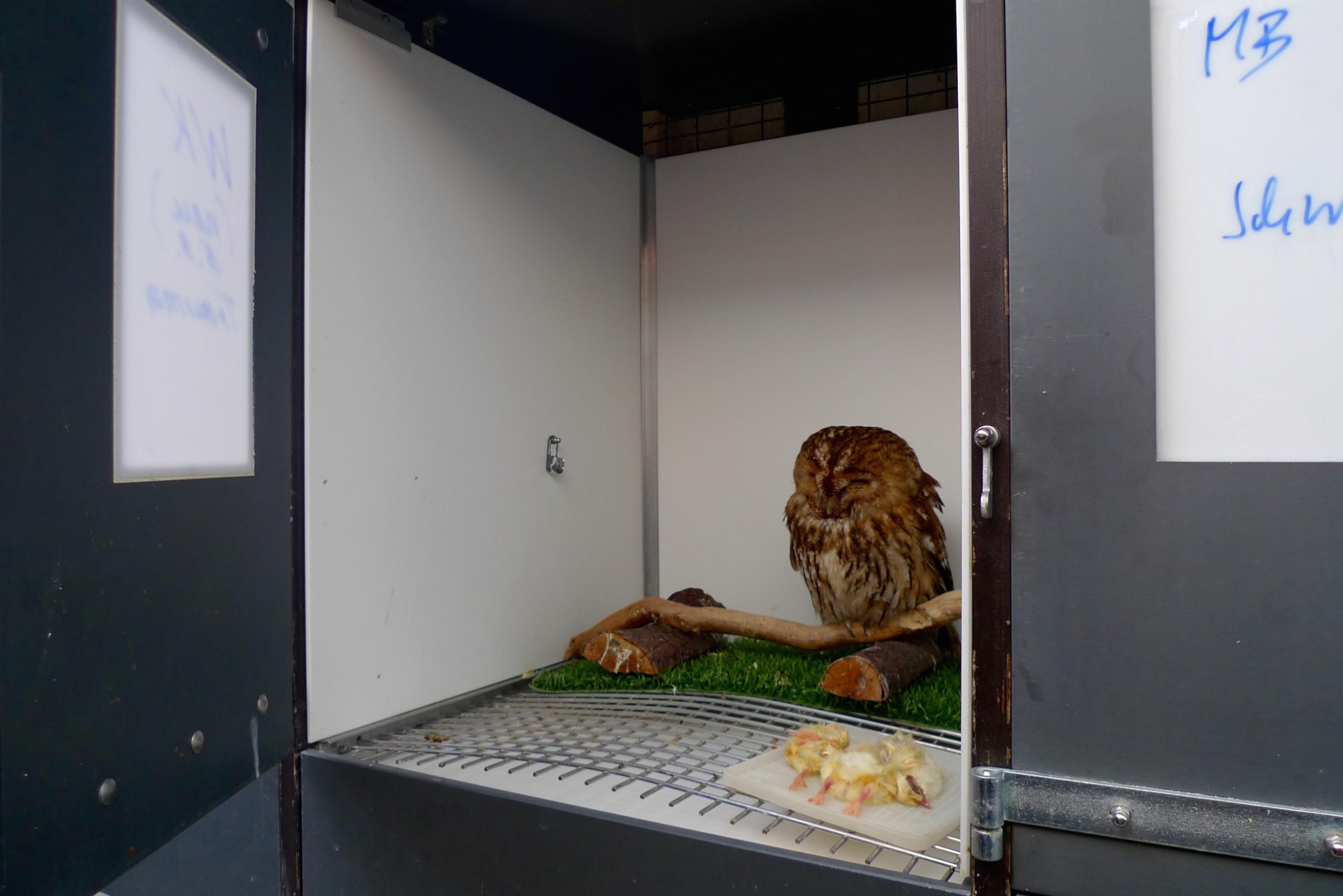 Ein Waldkauz sitzt mit geschlossenen Augen in einer Box. Vor ihm liegen Eintagsküken.