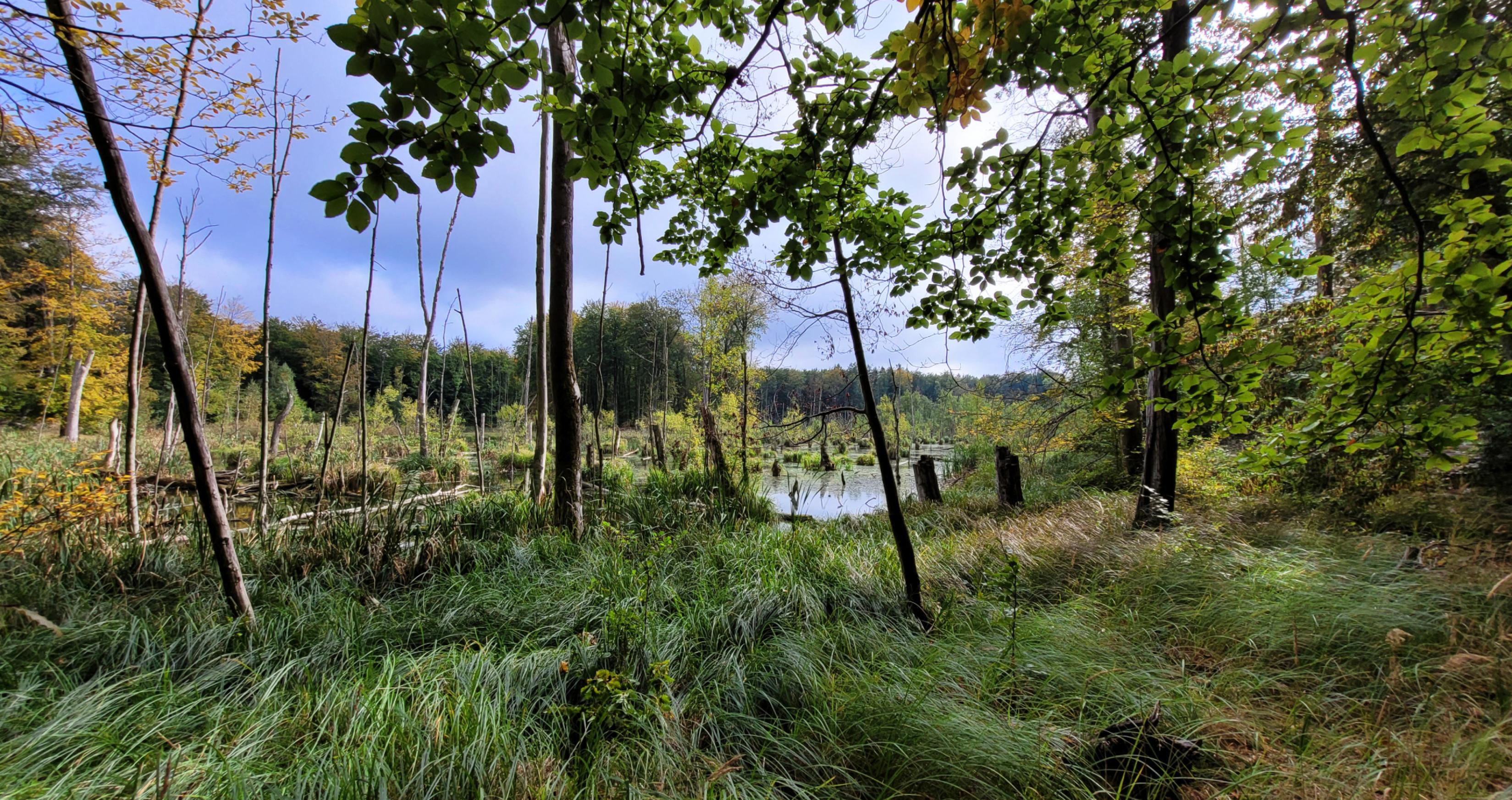 Ein überschwemmtes Moor, umgeben von Wald