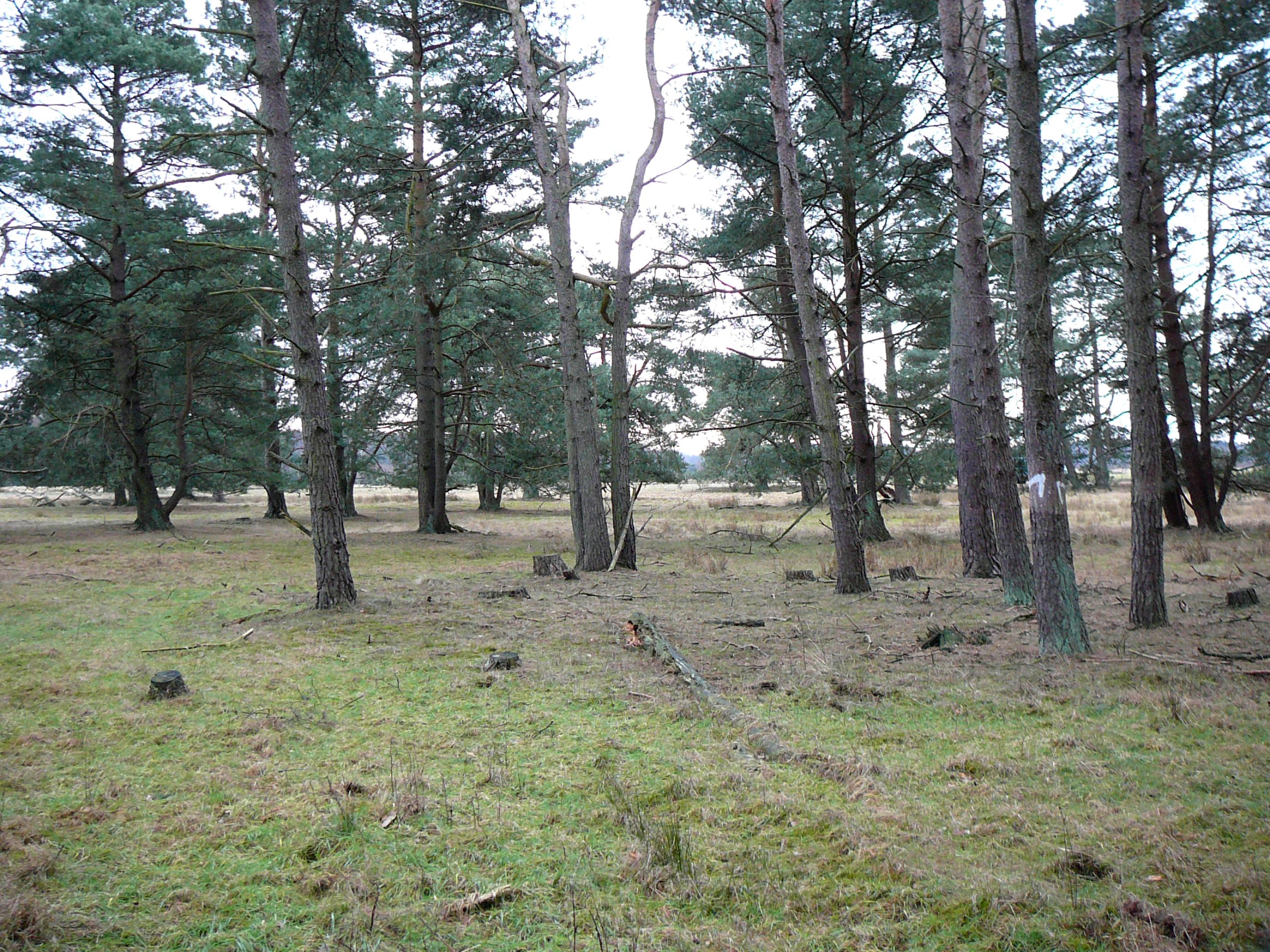 Am Rand eines Kiefernwalds wurden einzelne Bäume entfernt