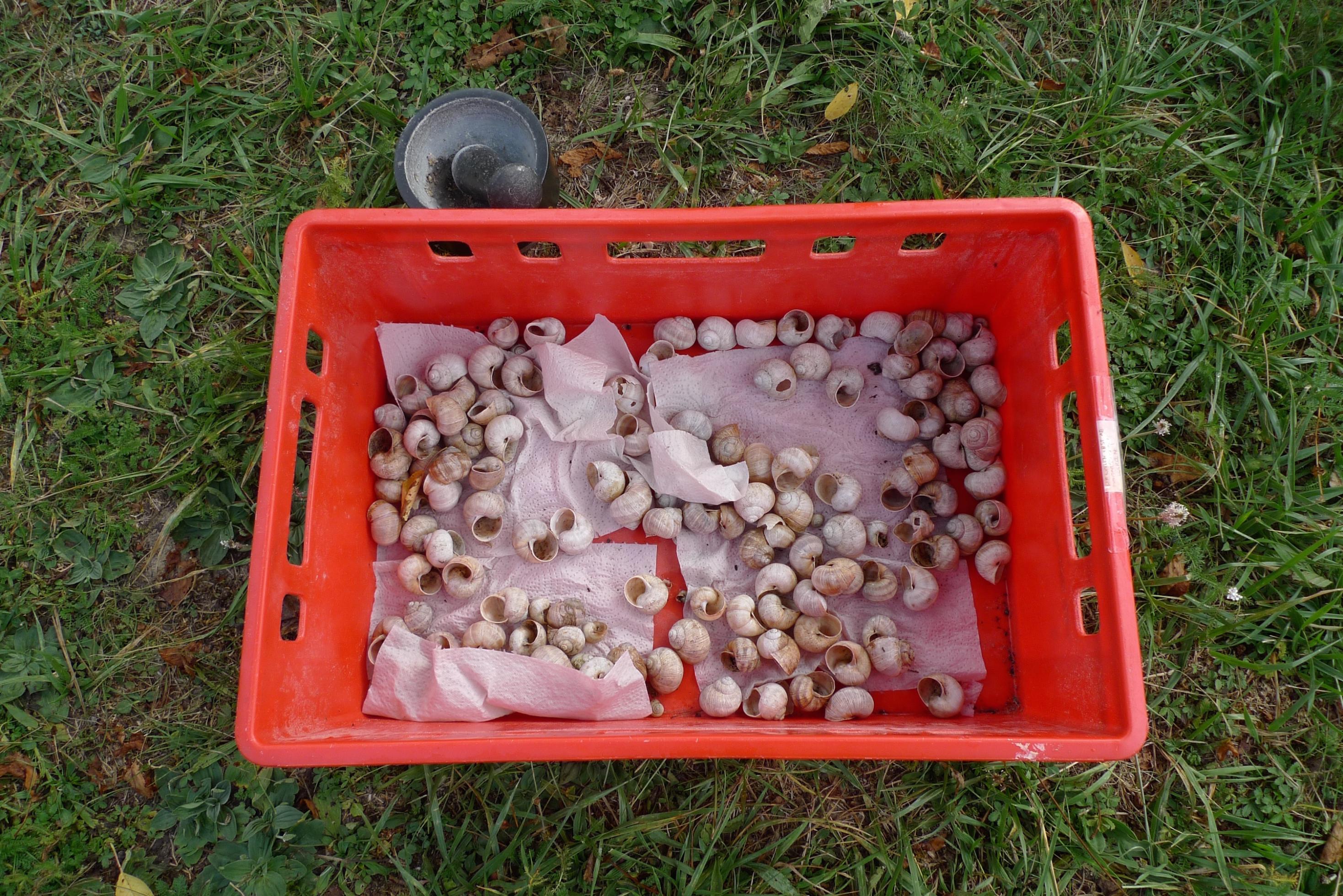 In einer roten Kiste liegen leere Schneckenhäuser, daneben ein Mörser.