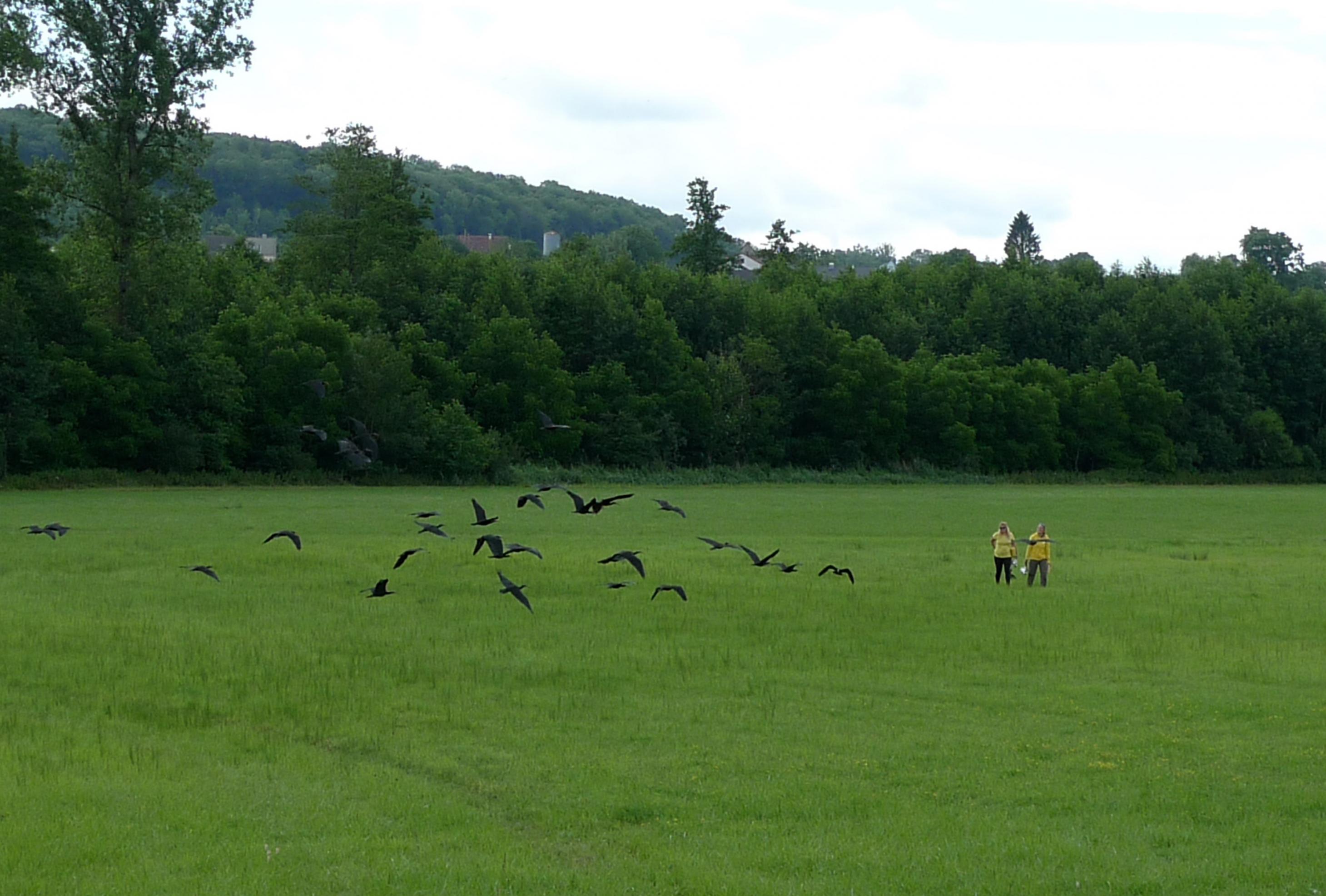 Waldrappe ziehen Kreise um ihre Ziemütter Helena Wehner und Barbara Steininger, die auf einer Wiese stehen.