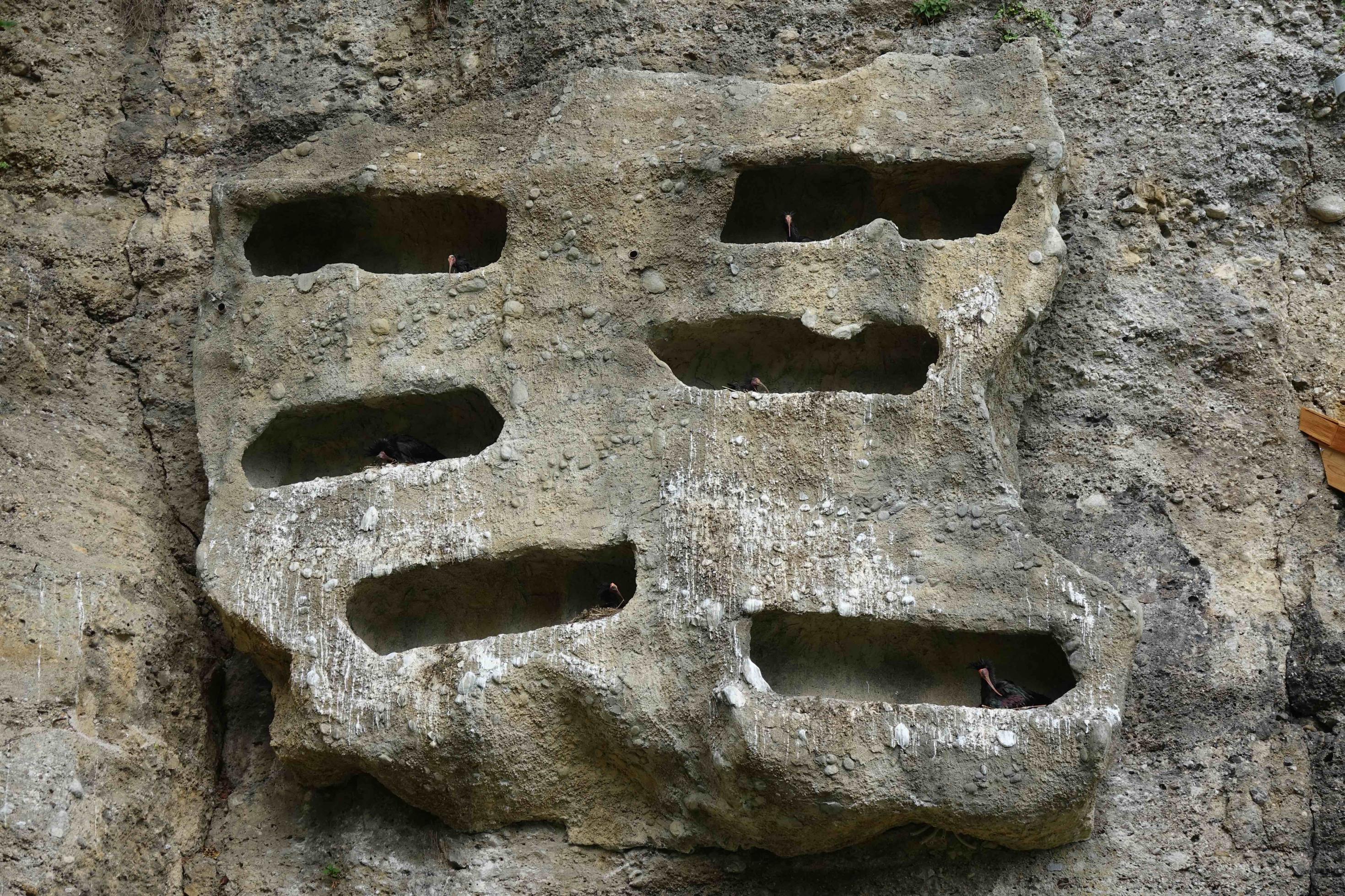 Künstliche Brutwand für den Waldrapp.