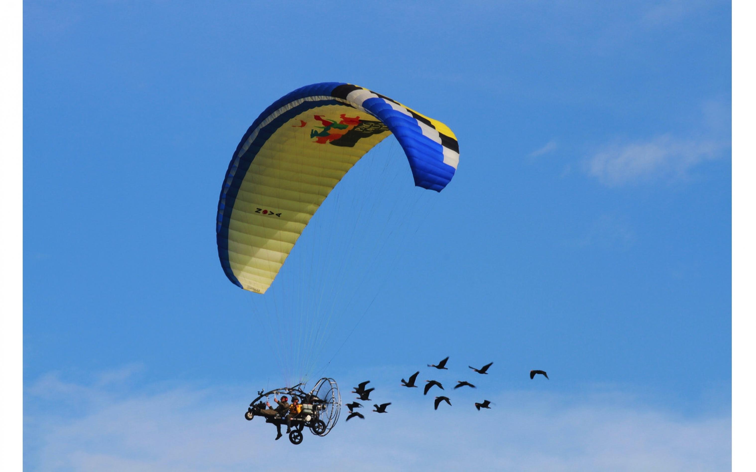 Eine Person fliegt mit einem Motorschirm. Eine Gruppe Vögel fliegt hinterher.