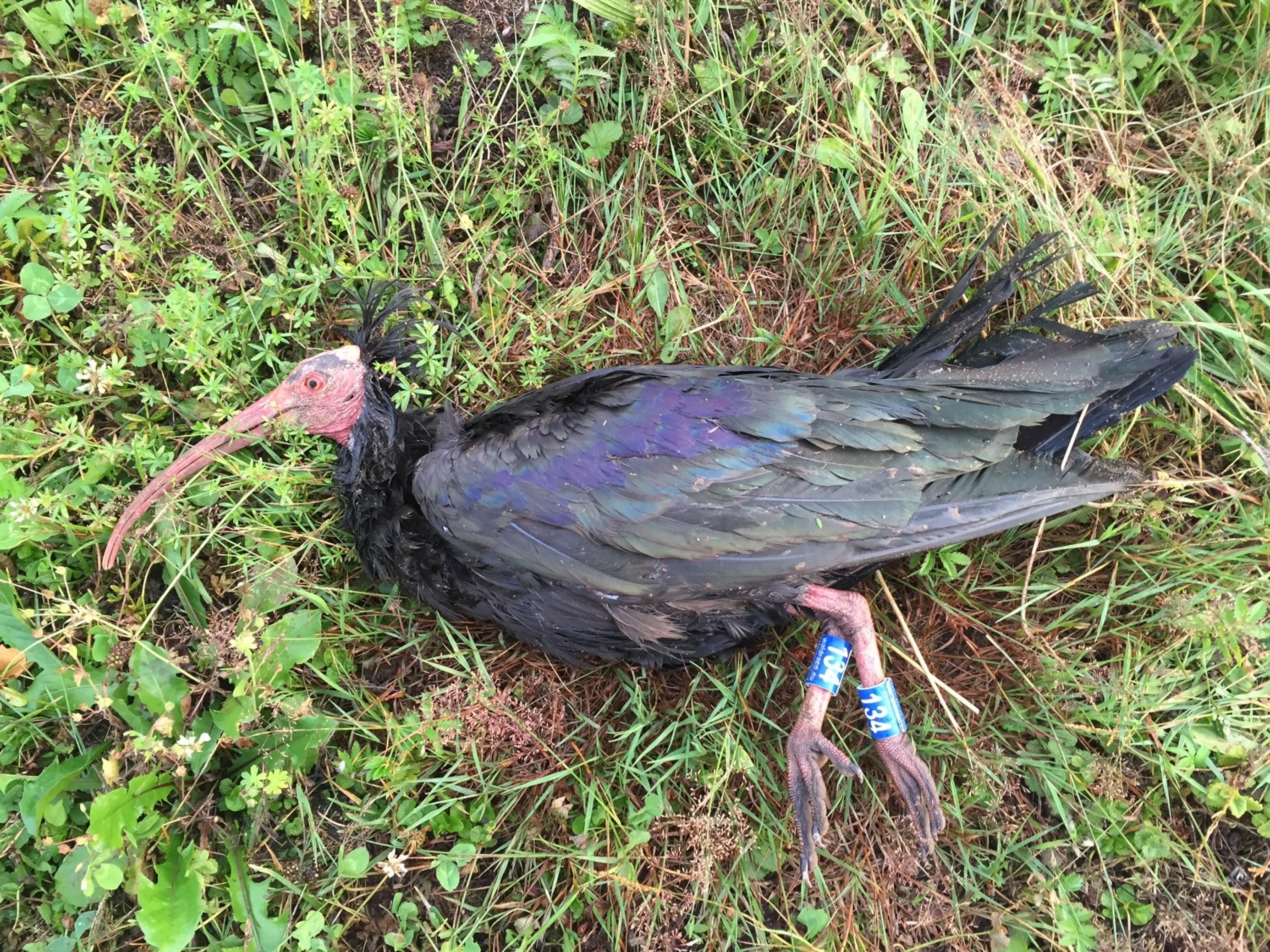 Ein toter Waldrapp liegt auf einer Wiese.