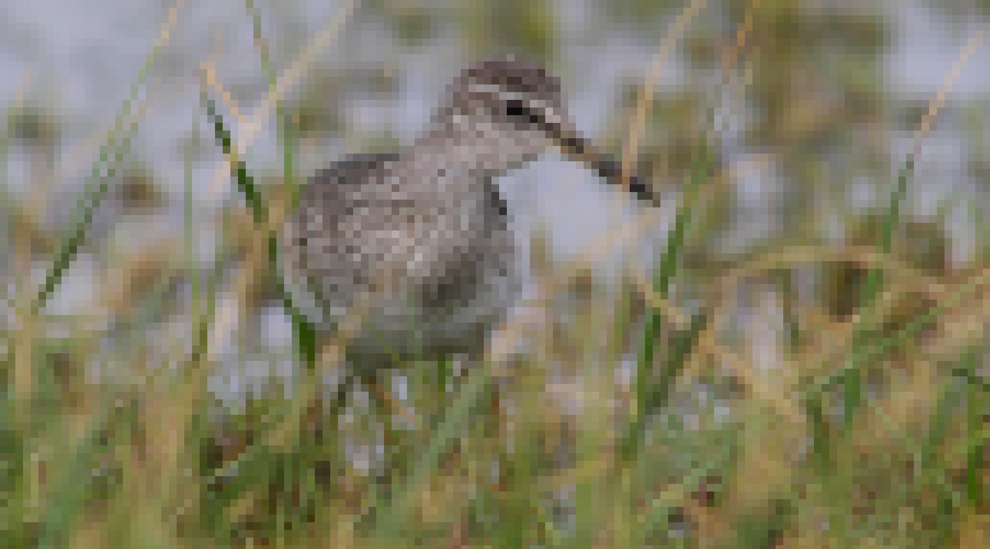 Bruchwasserläufer in Nahaufnahme