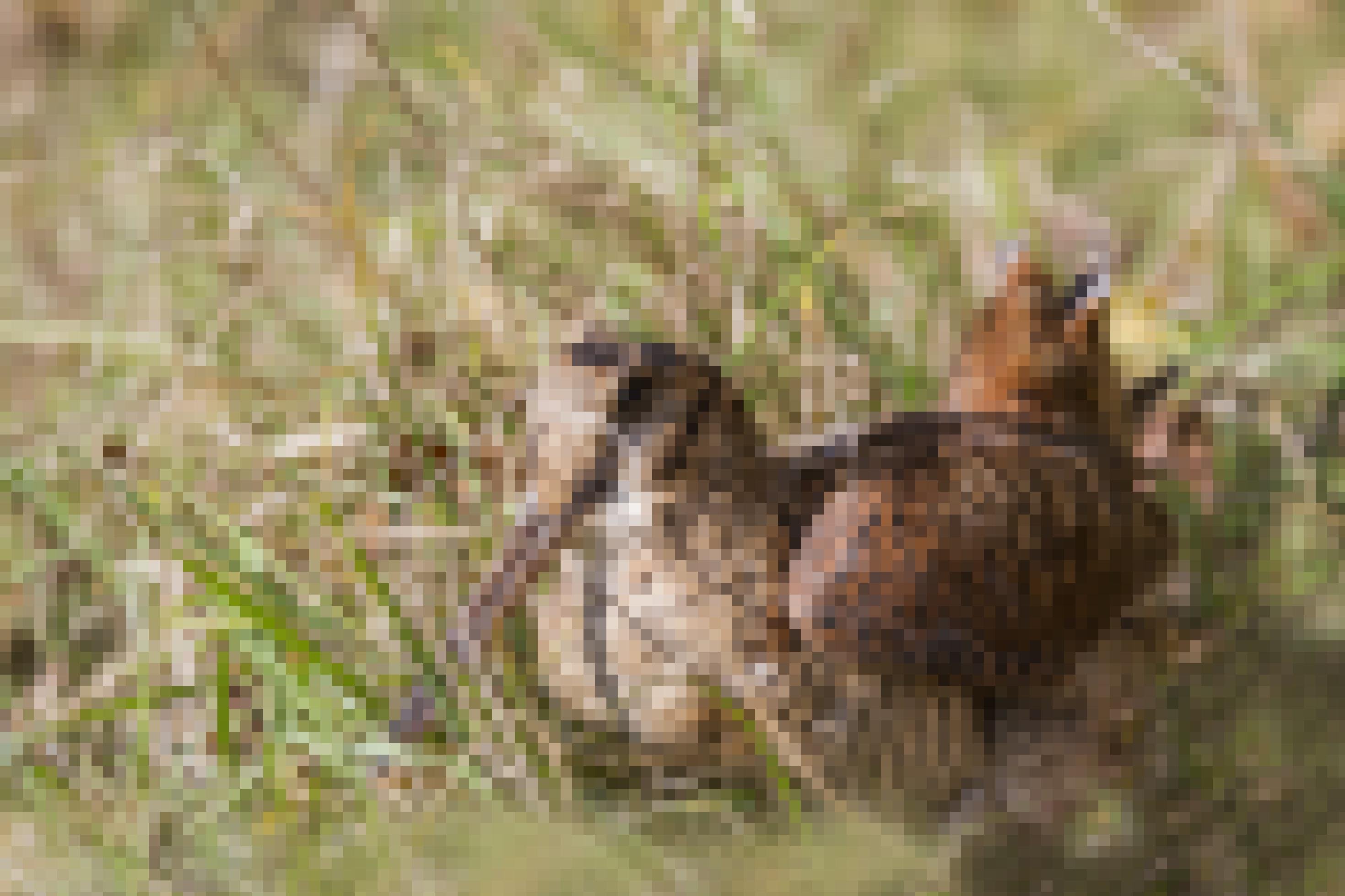 Eine Waldschnepfe auf dem Boden sitzend.