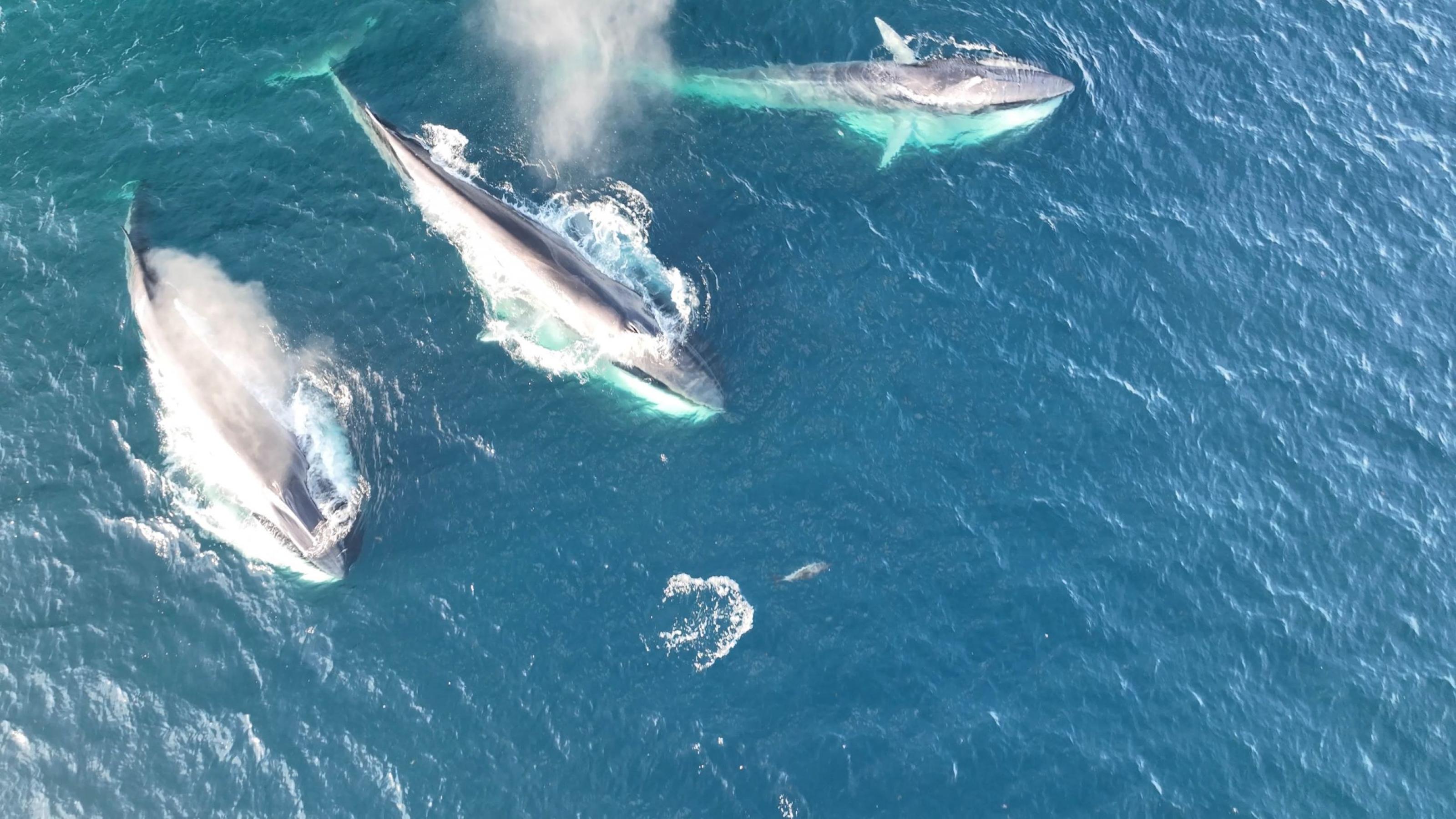 Eine Drohnenaufnahme zeigt drei Finnwale, die nebeneinander herschwimmen. Vor ihren Köpfen springt ein Delfin herum.