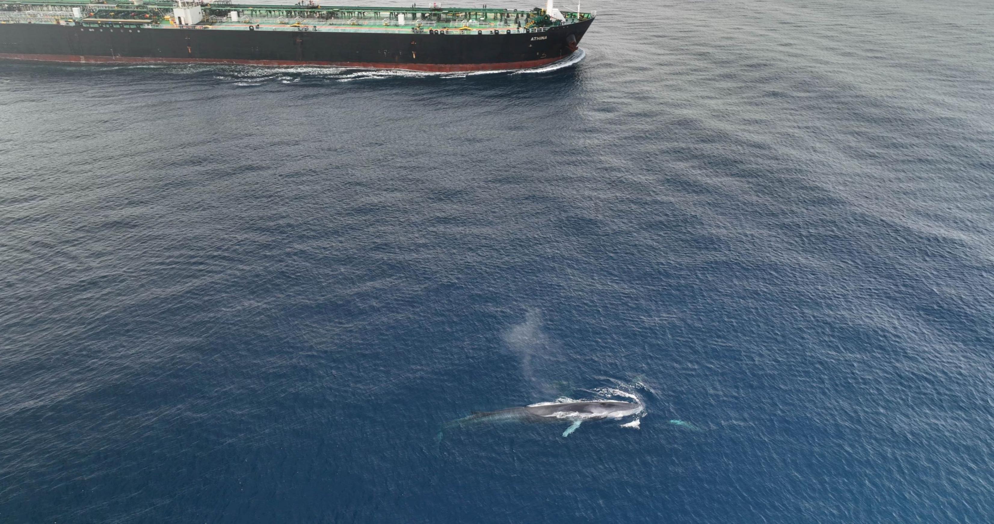 Drohnenaufnahme zeigt Finnwal in unmittelbarer Nähe von einem Frachter schwimmen