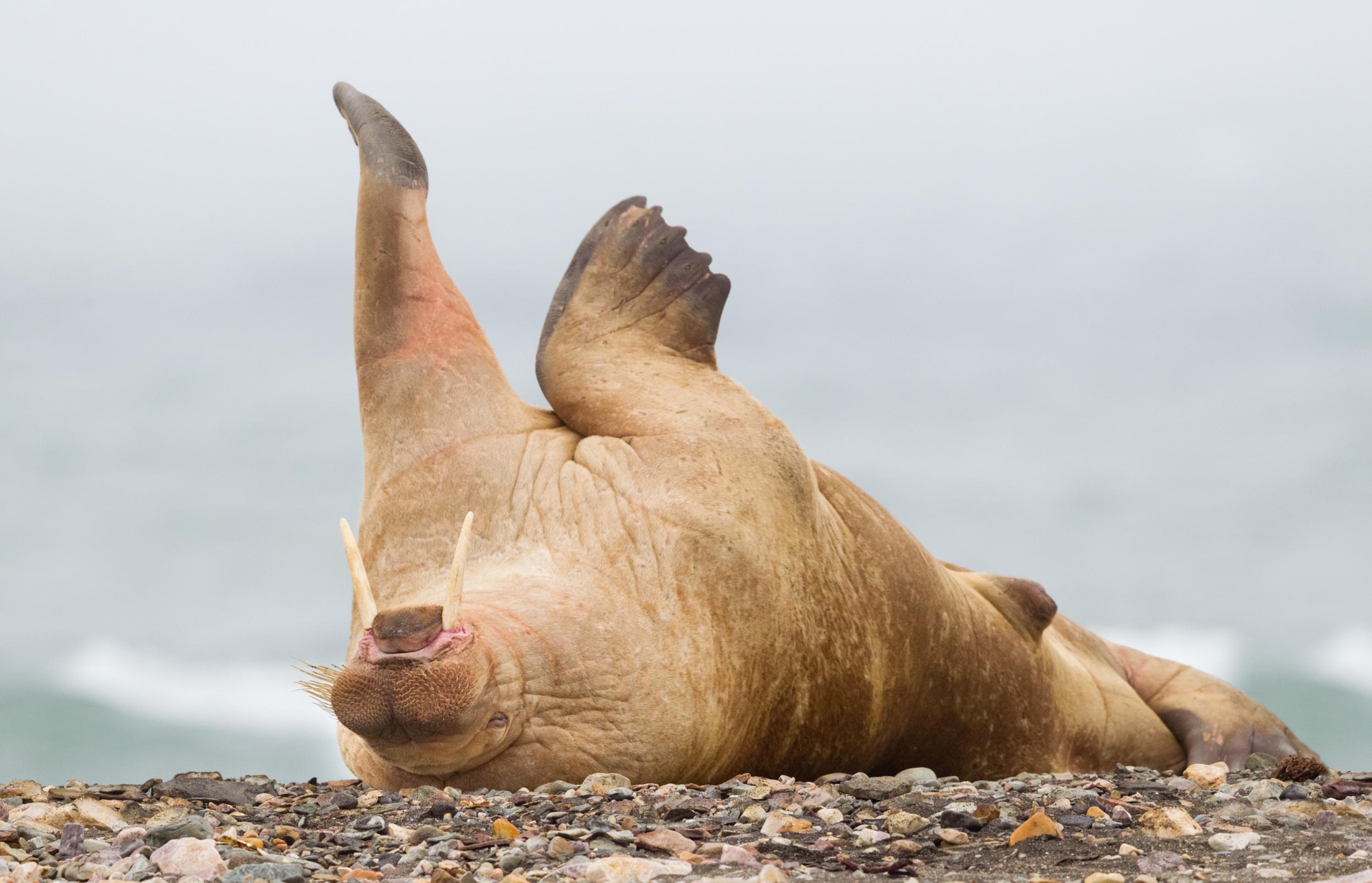 Ein Walross rollt sich auf dem Strand.