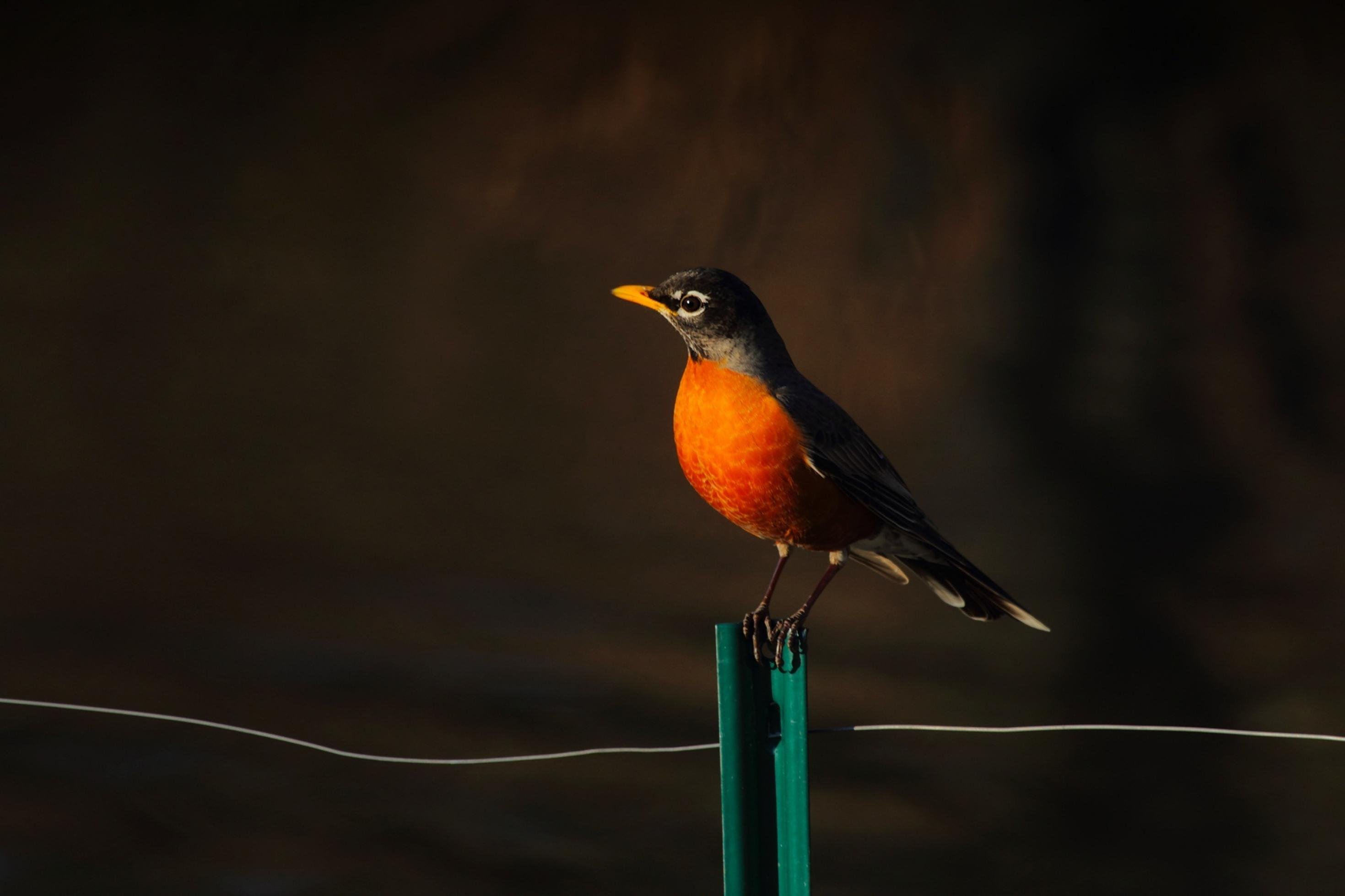 Eine Wanderdrossel mit orange gefärbter Brust auf einem Zaunpfahl