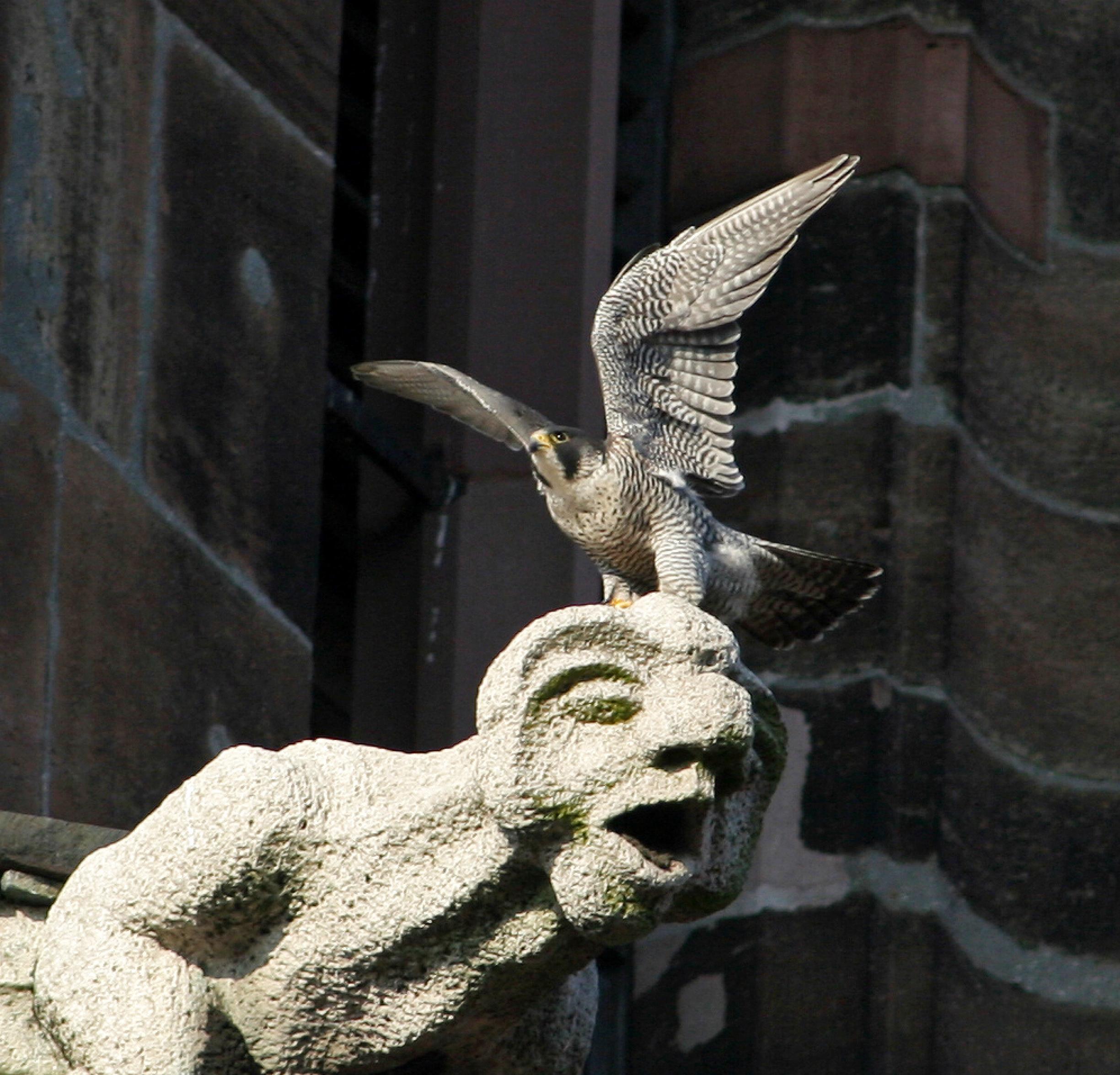 Ein Wanderfalke auf einer Kirchenfigur