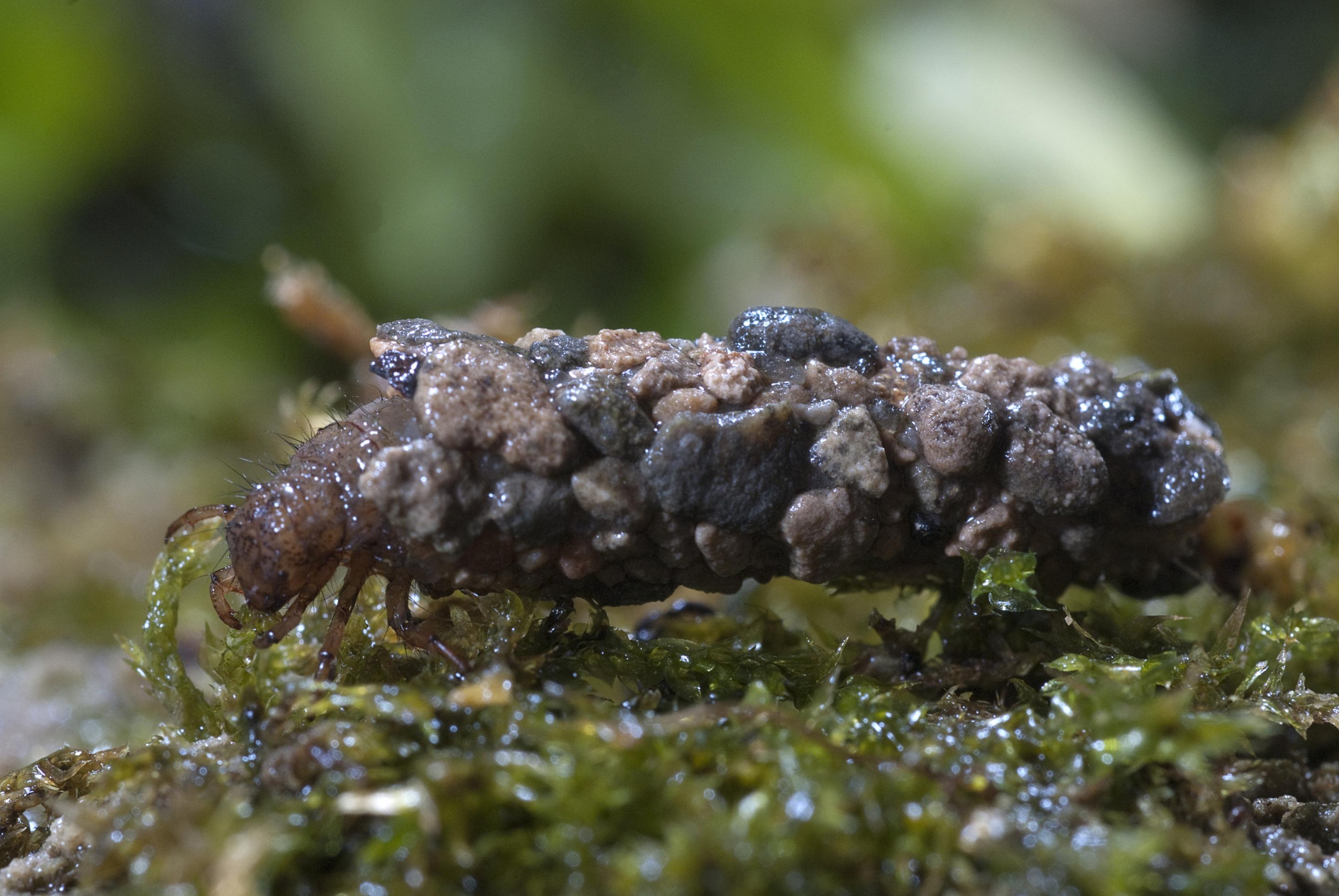 Eine Köcherfliegenlarve in ihrem selbstgebauten Gehäuse aus kleinen Steinchen.