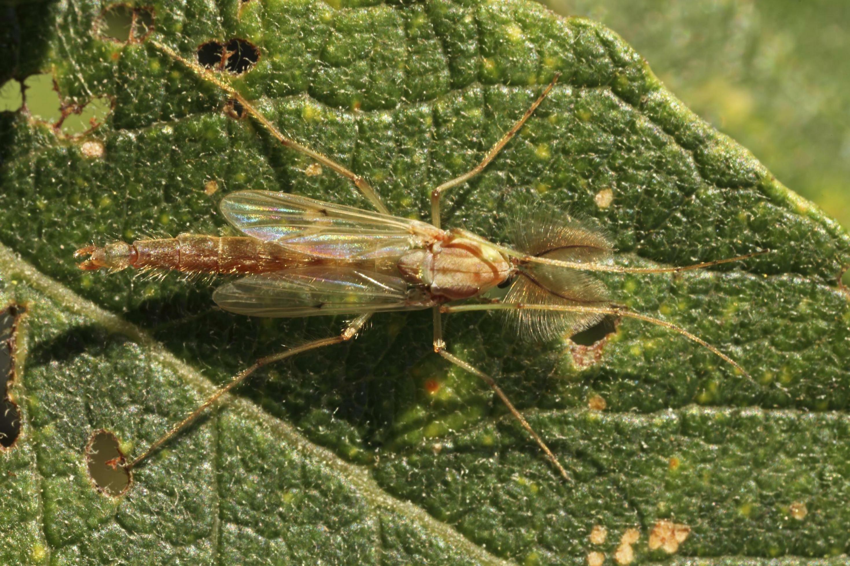 Eine Zuckmücke (Chironomus plumosus) sitzt auf einem Blatt.