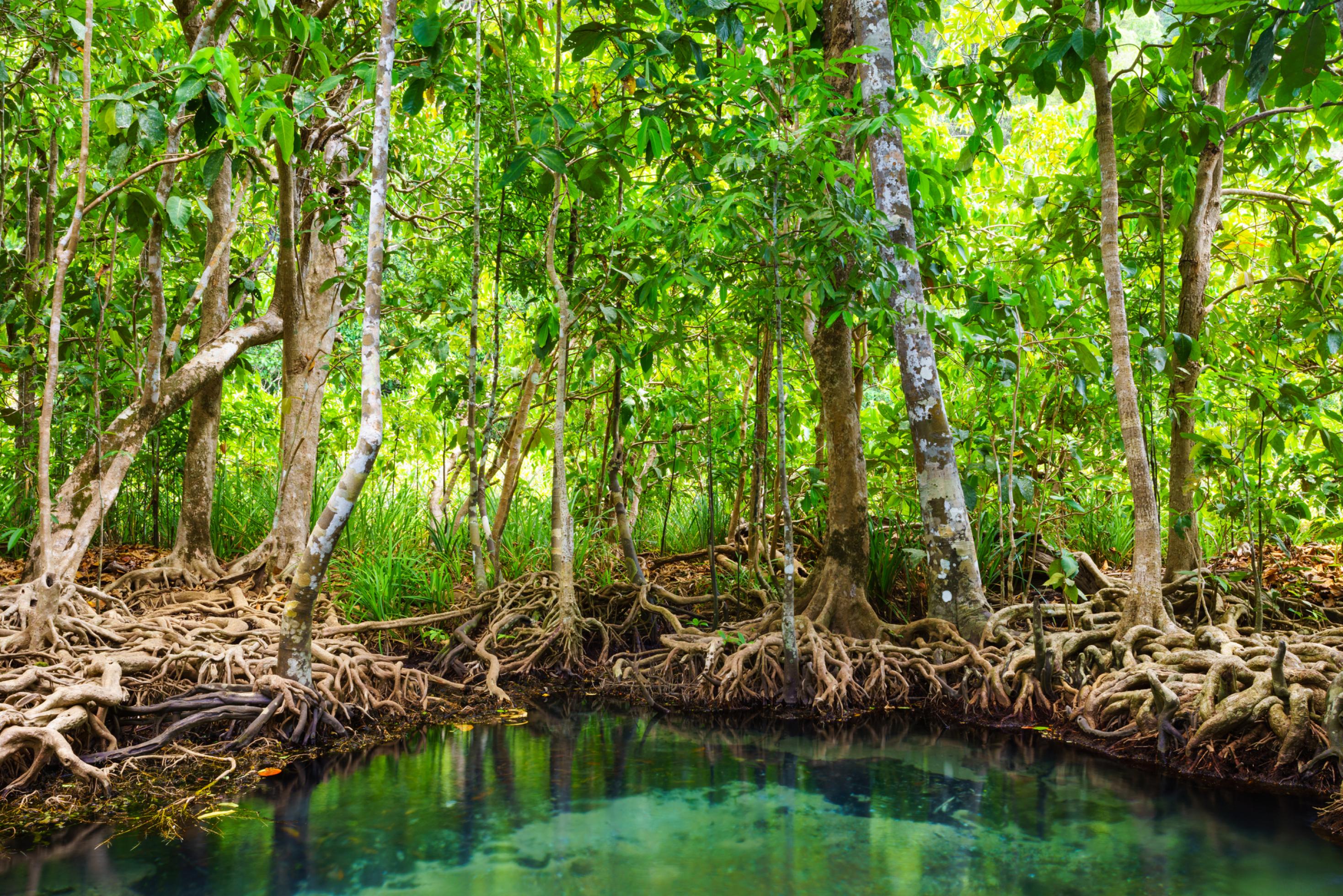 Mangrovenwald in Thailand, die Bäume stehen auf Stelzenwurzeln im Wasser